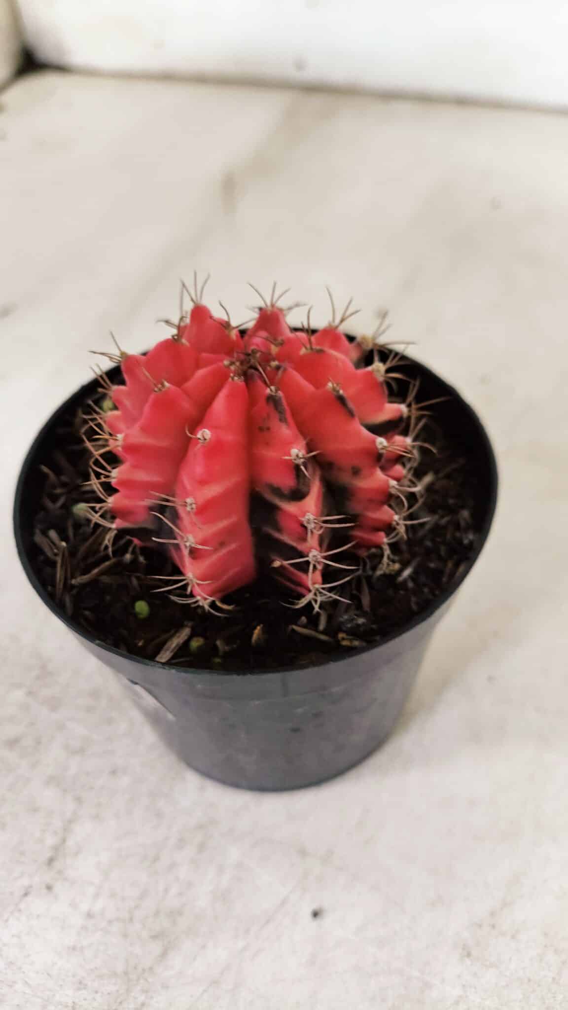 GYMNOCALYCIUM Mihanovichii Variegata Nº 520 – vaso 09