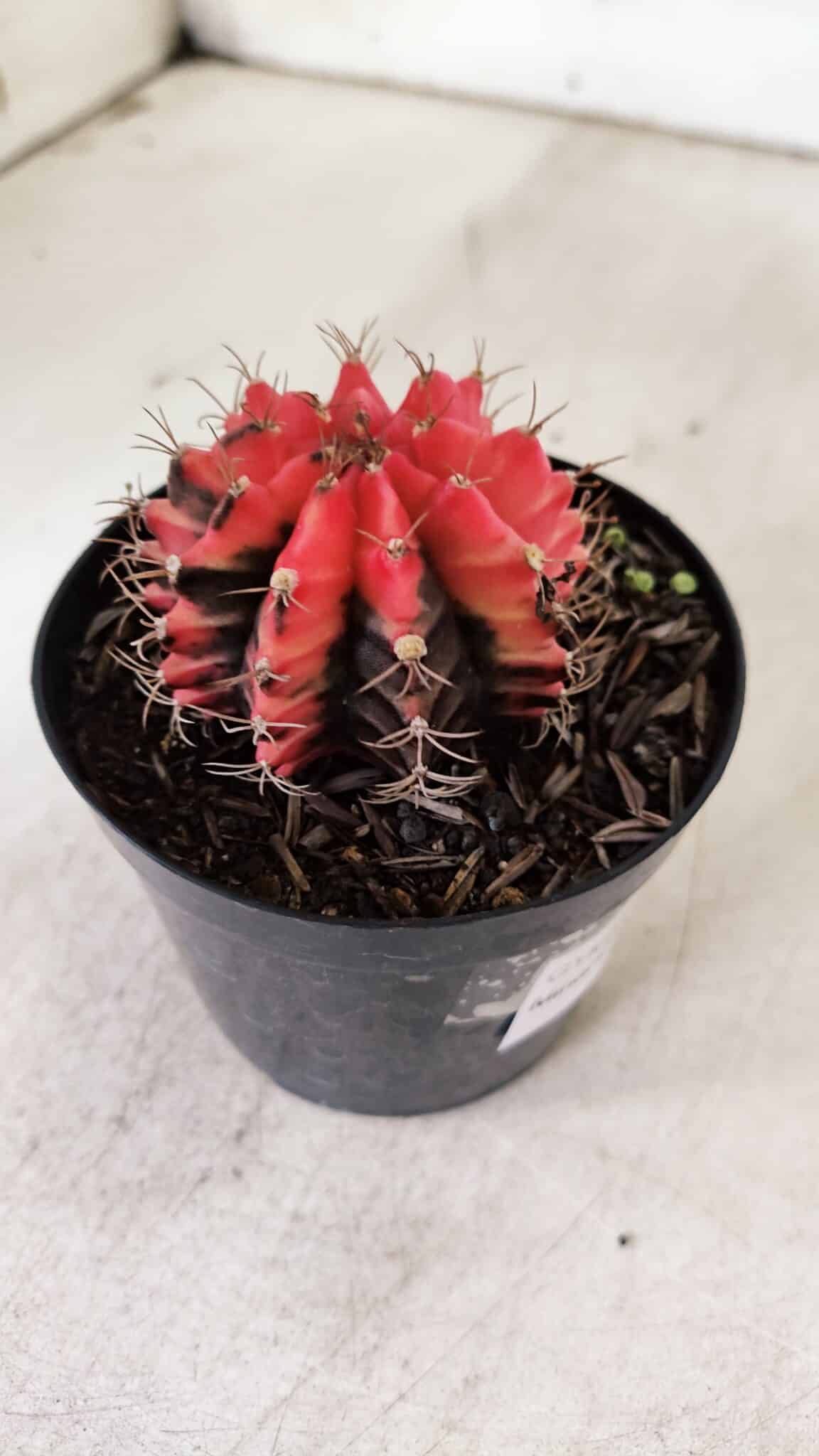GYMNOCALYCIUM Mihanovichii Variegata Nº 520 – vaso 09
