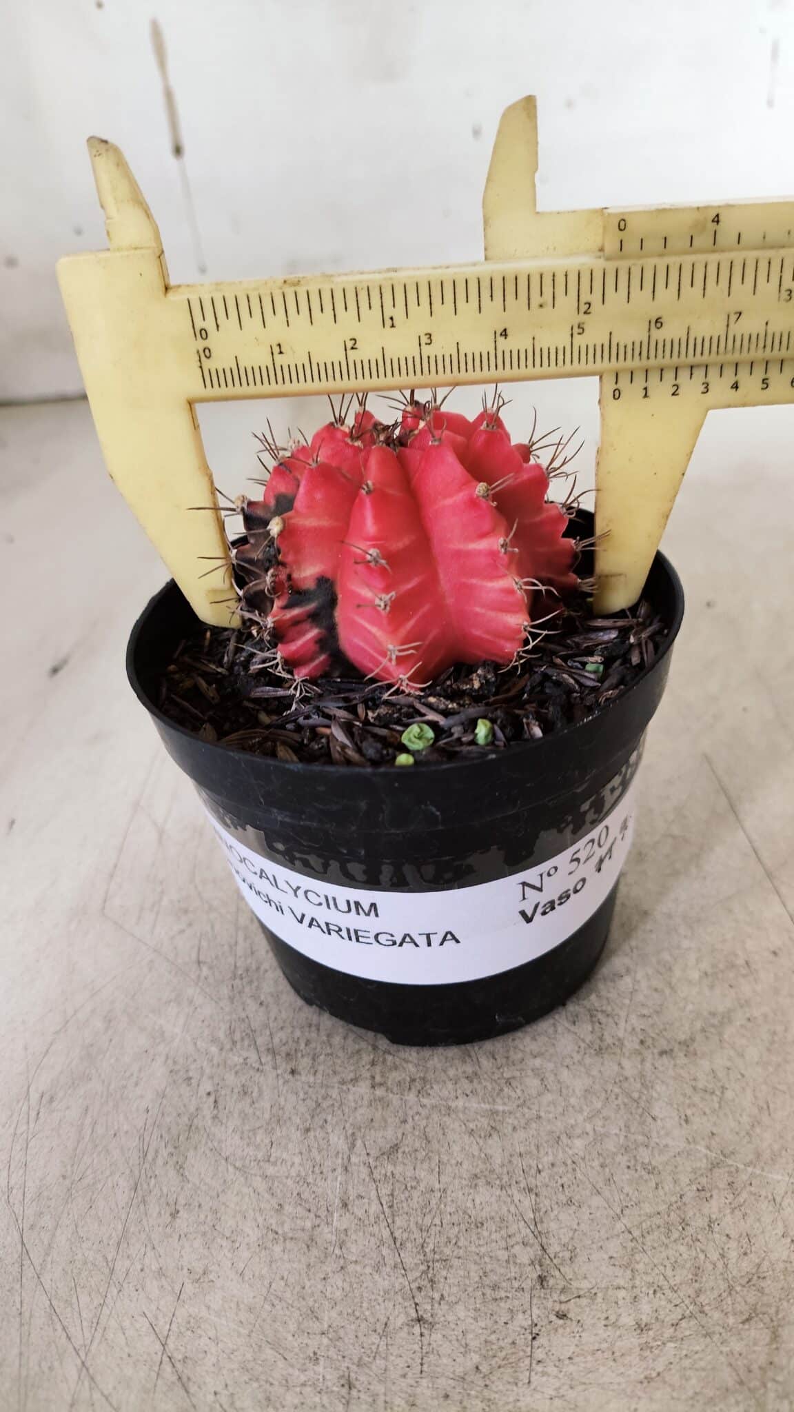 GYMNOCALYCIUM Mihanovichii Variegata Nº 520 – vaso 09