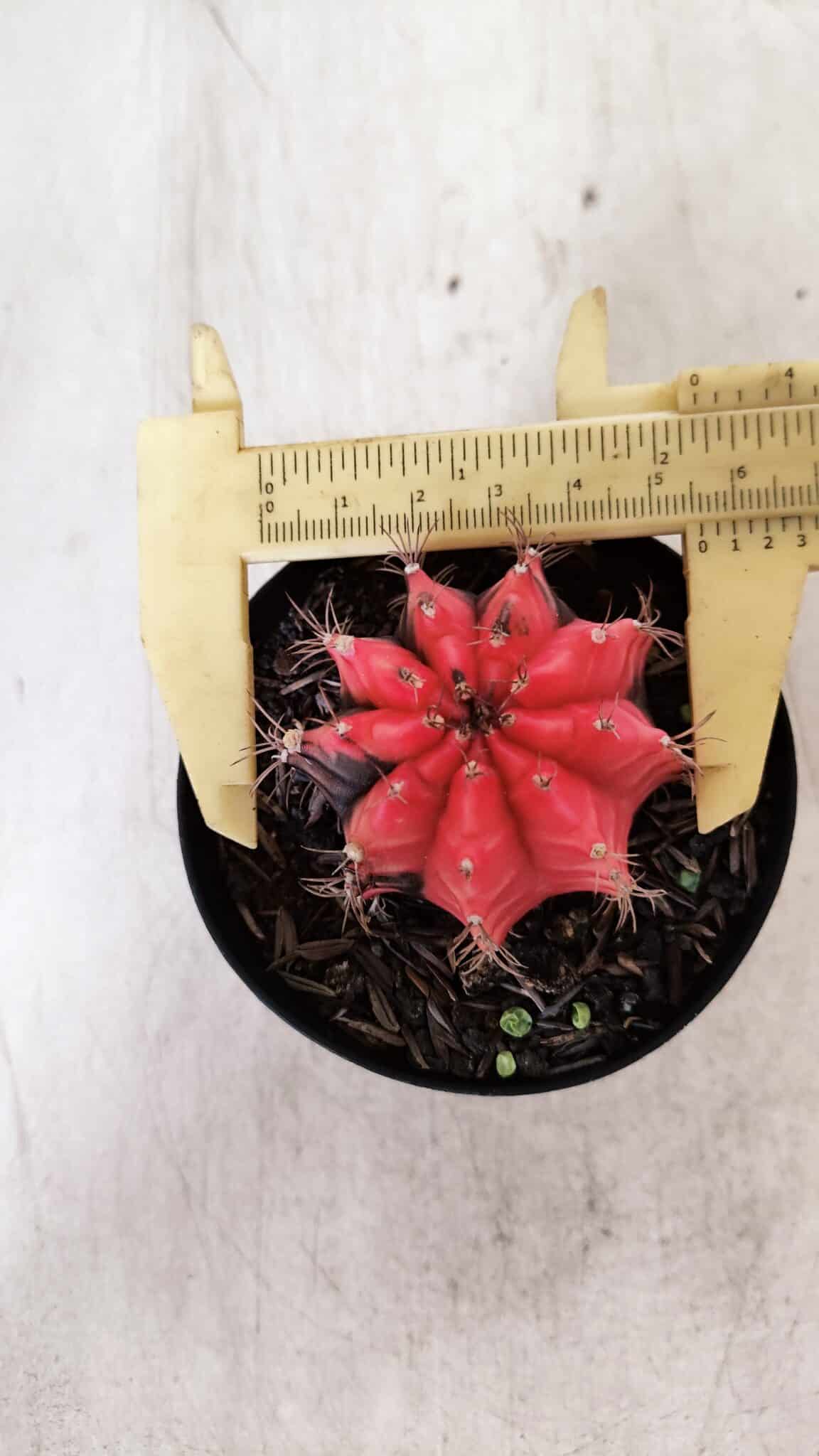 GYMNOCALYCIUM Mihanovichii Variegata Nº 520 – vaso 09