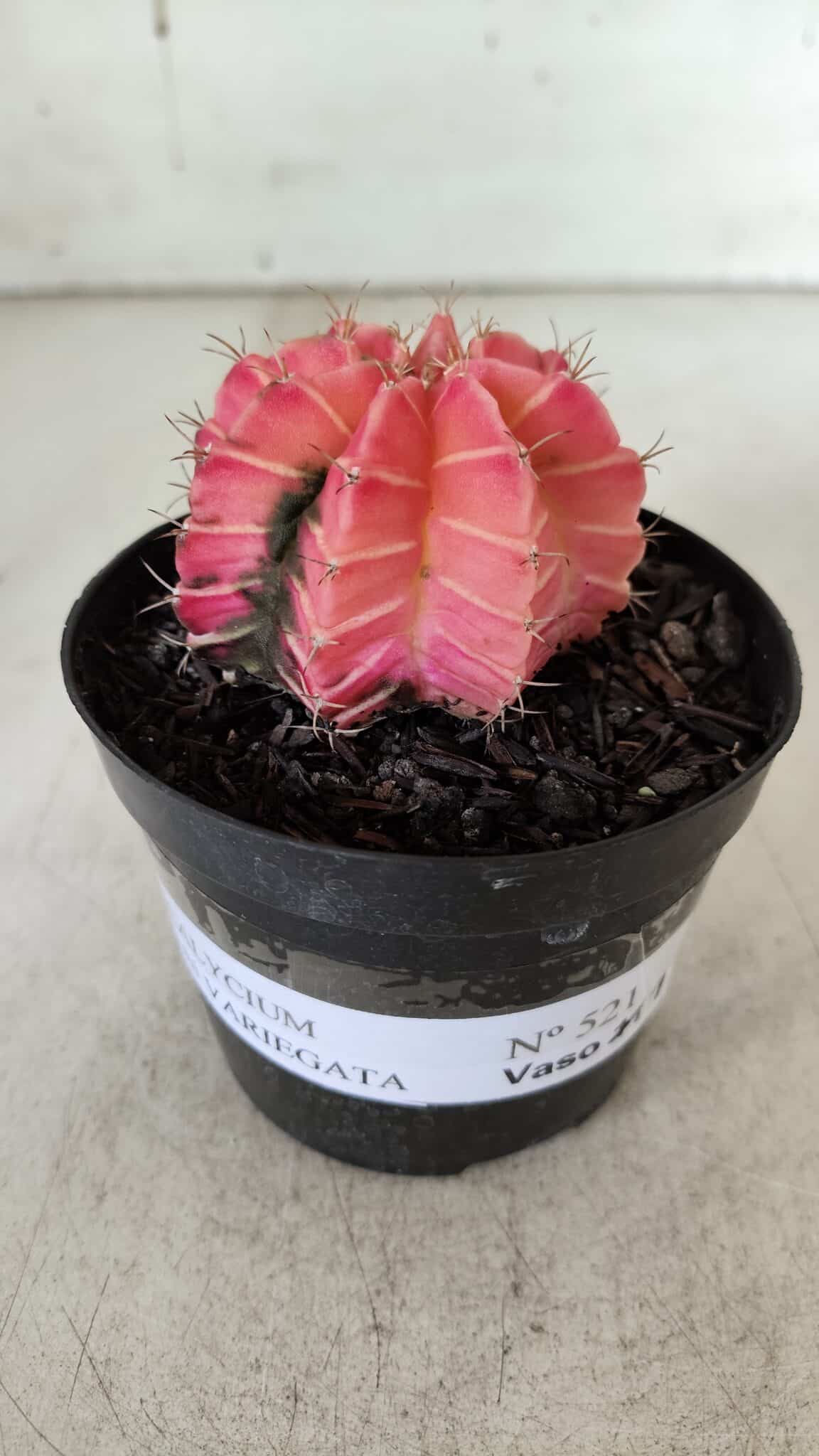 GYMNOCALYCIUM Mihanovichii Variegata Nº 521 – vaso 09