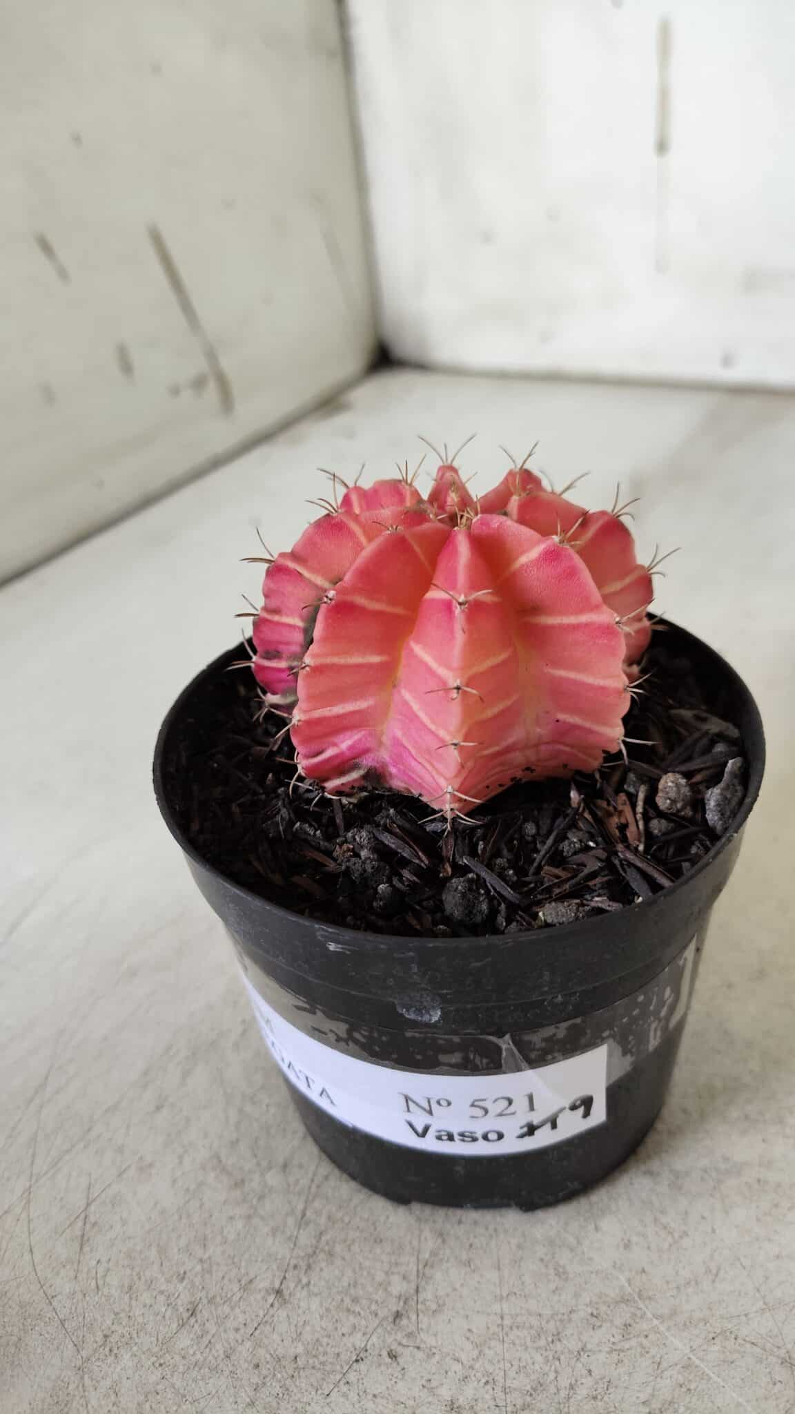 GYMNOCALYCIUM Mihanovichii Variegata Nº 521 – vaso 09
