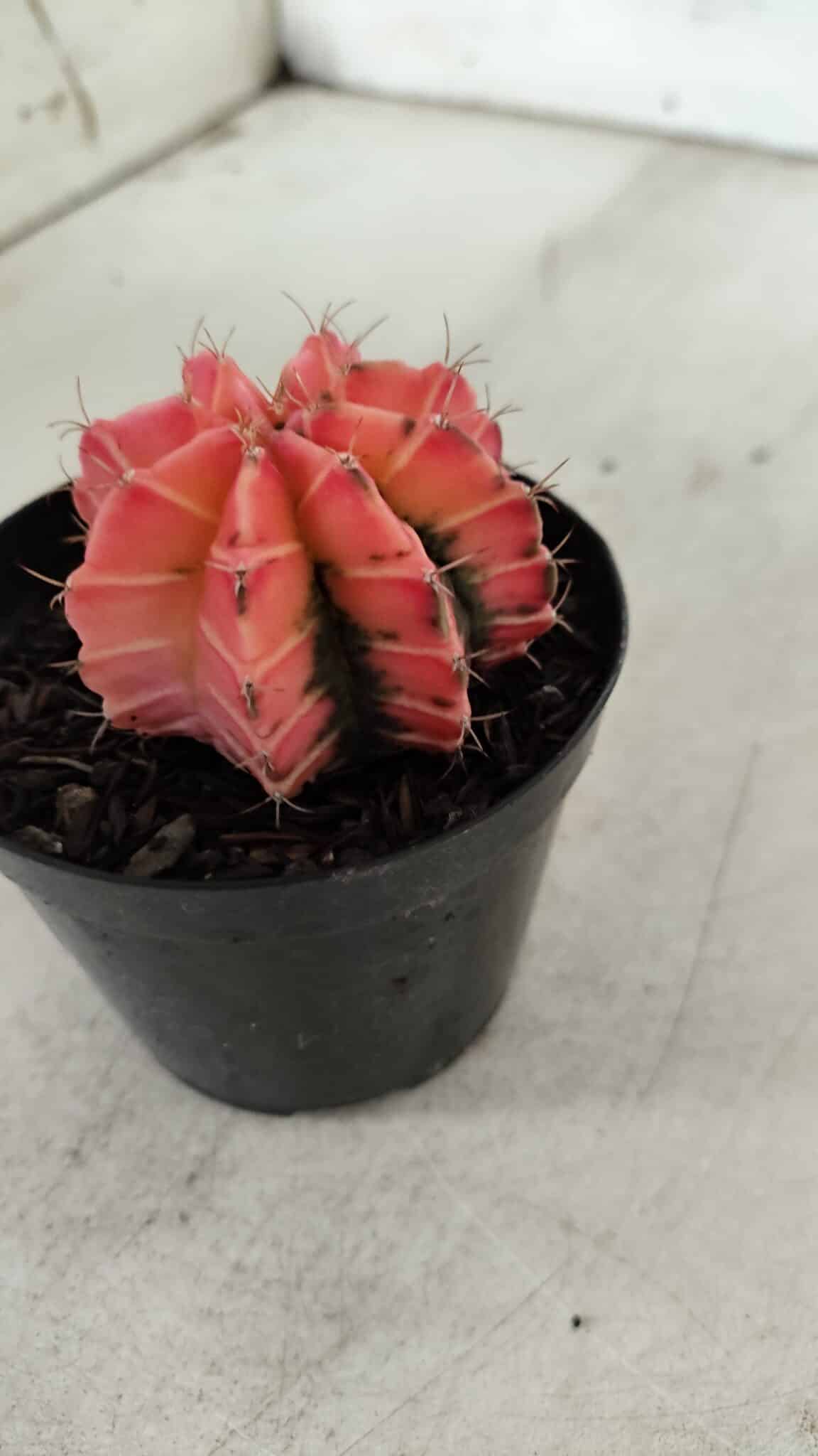 GYMNOCALYCIUM Mihanovichii Variegata Nº 521 – vaso 09
