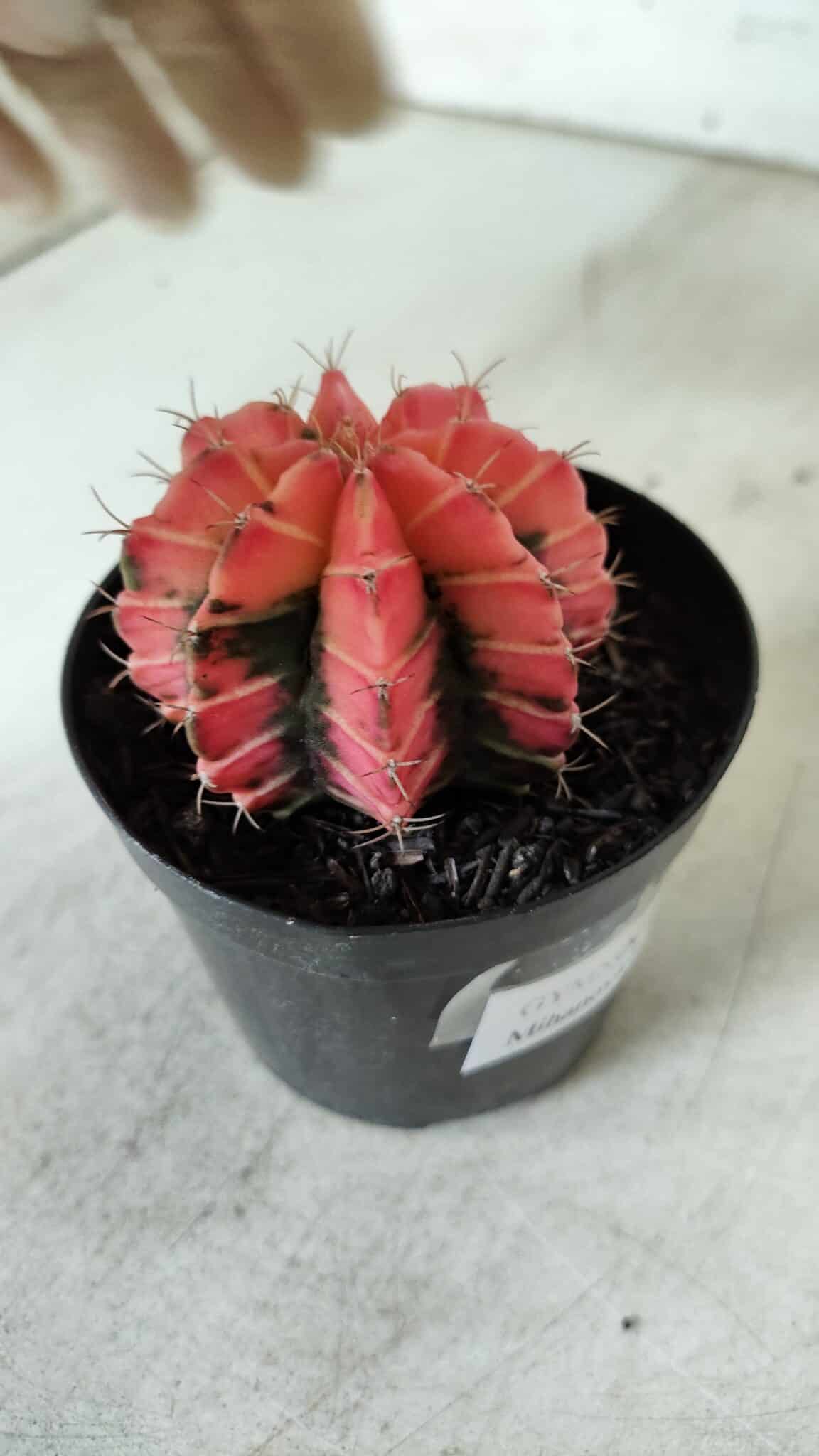 GYMNOCALYCIUM Mihanovichii Variegata Nº 521 – vaso 09