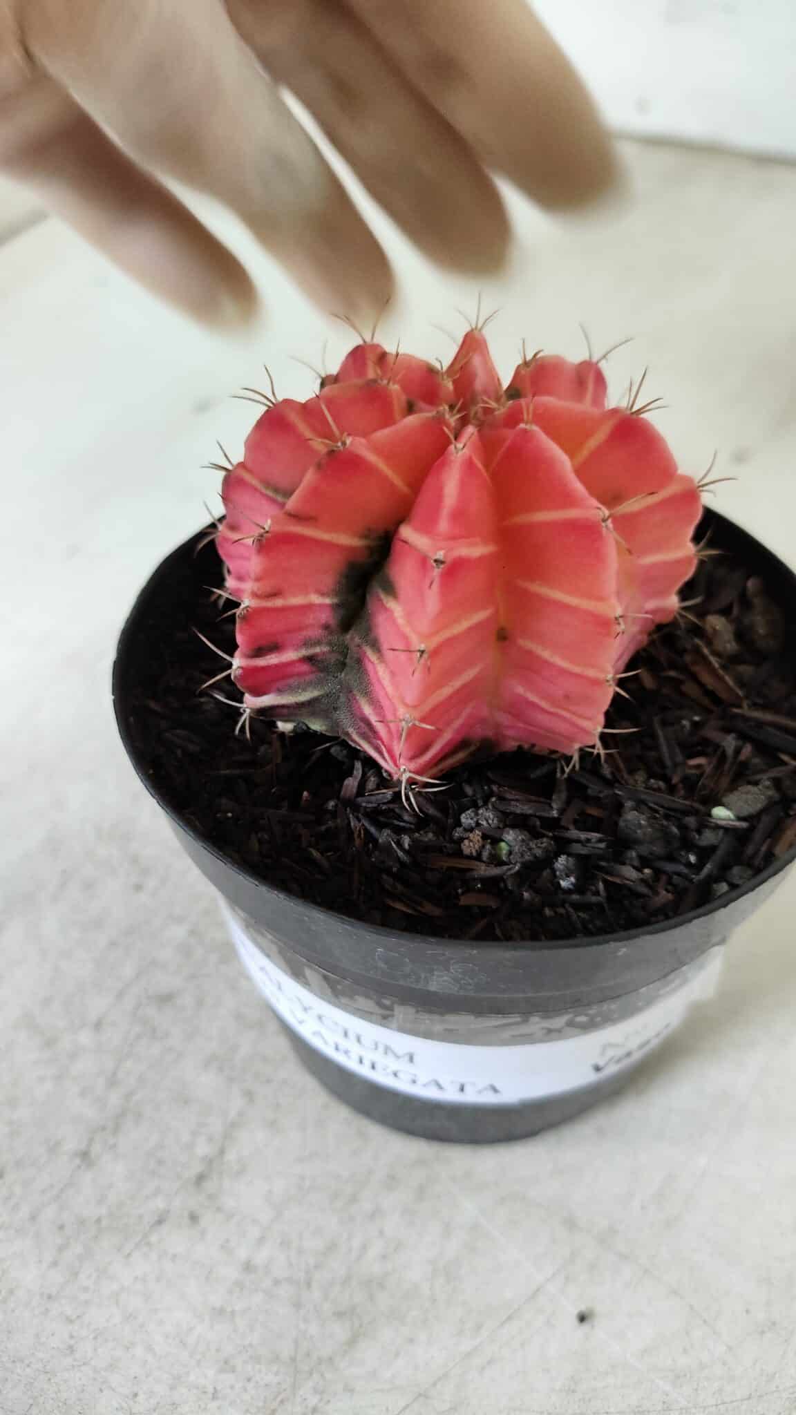 GYMNOCALYCIUM Mihanovichii Variegata Nº 521 – vaso 09
