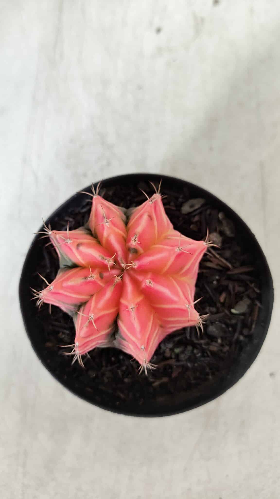 GYMNOCALYCIUM Mihanovichii Variegata Nº 521 – vaso 09