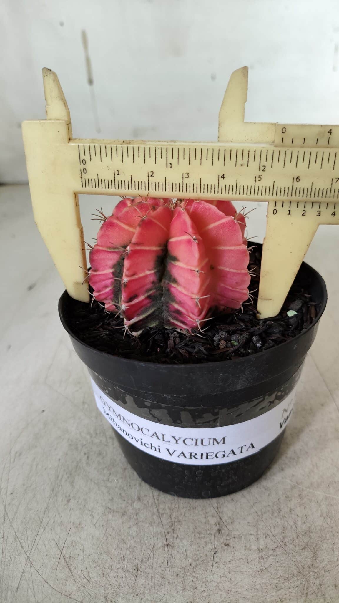 GYMNOCALYCIUM Mihanovichii Variegata Nº 521 – vaso 09