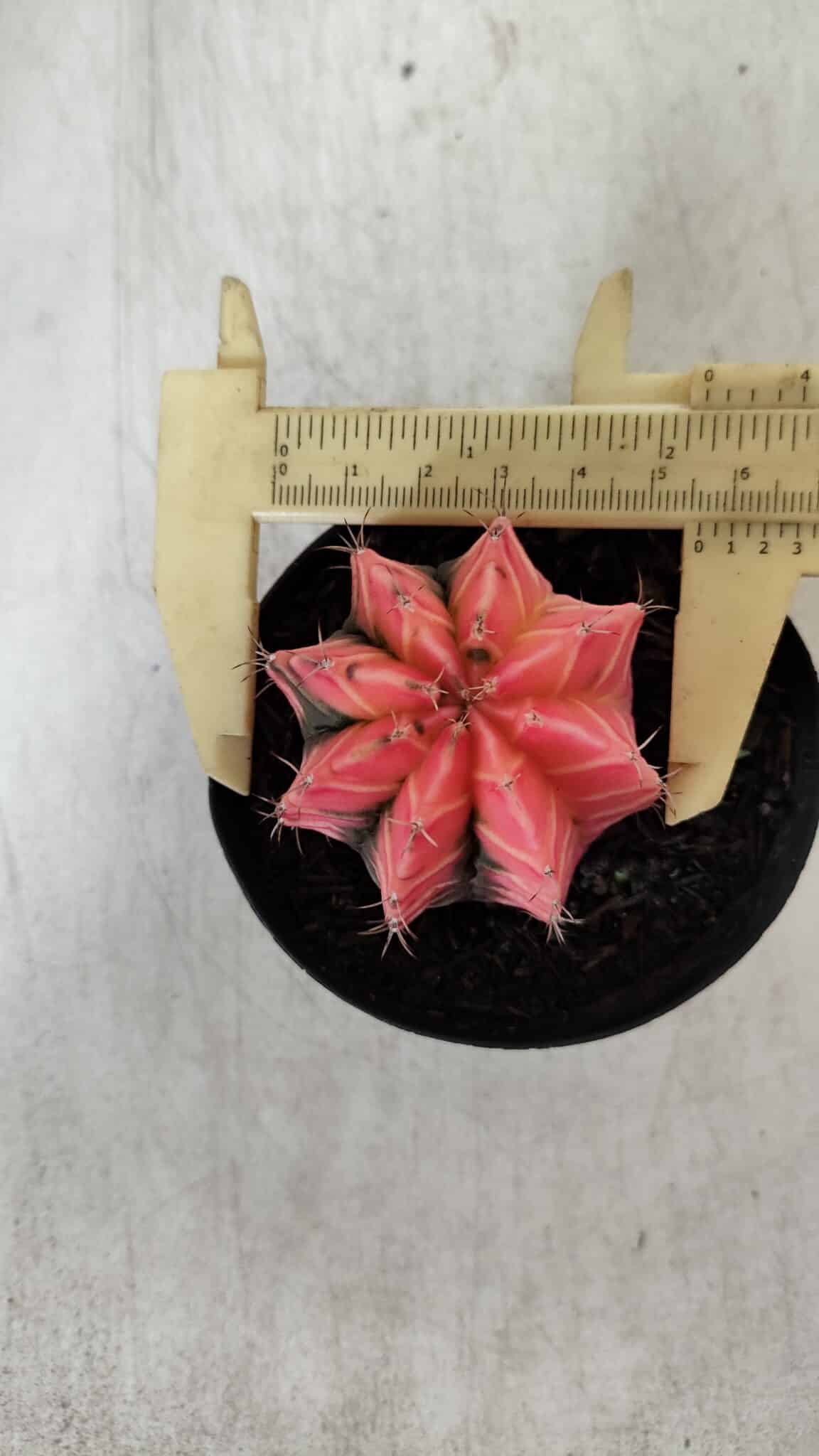 GYMNOCALYCIUM Mihanovichii Variegata Nº 521 – vaso 09