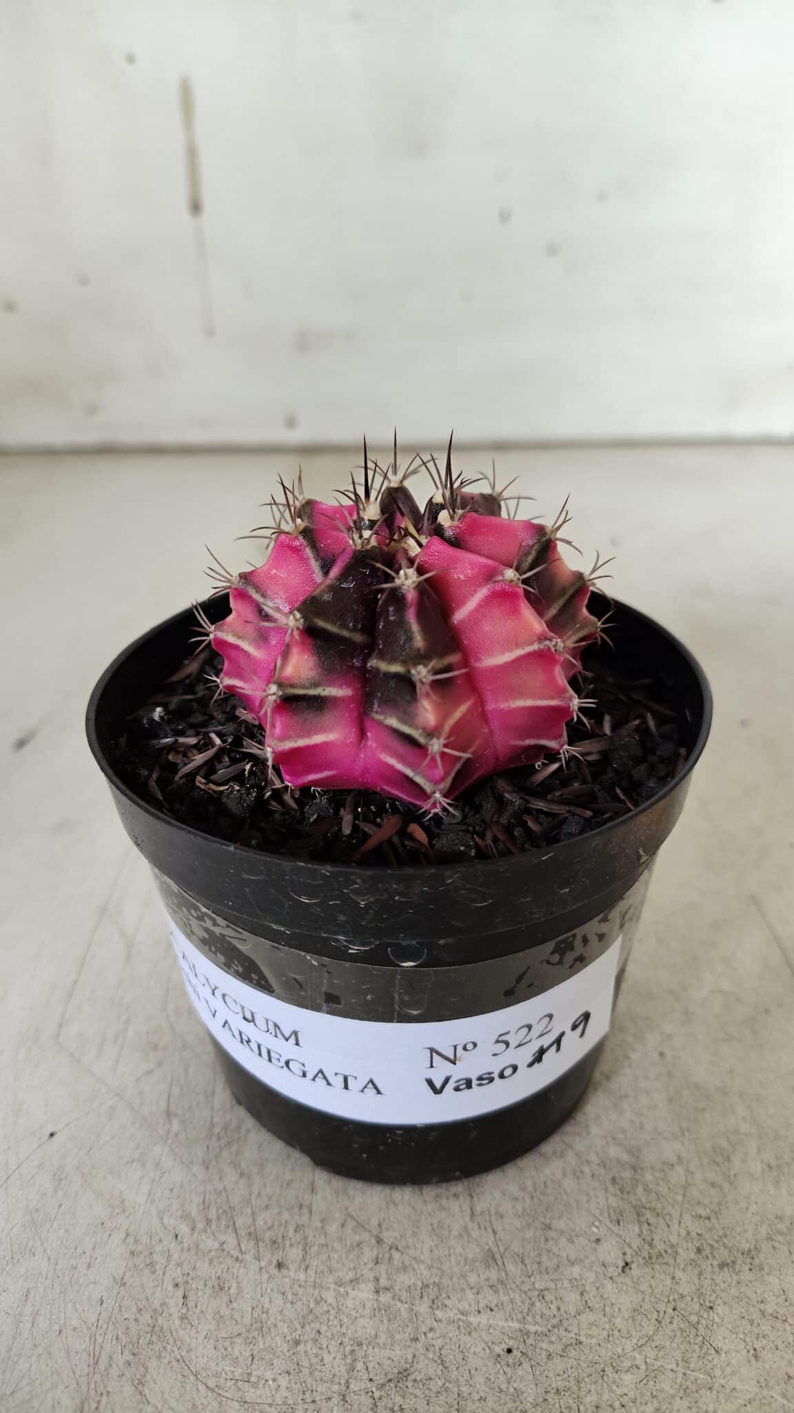 GYMNOCALYCIUM Mihanovichii Variegata Nº 522 – vaso 09