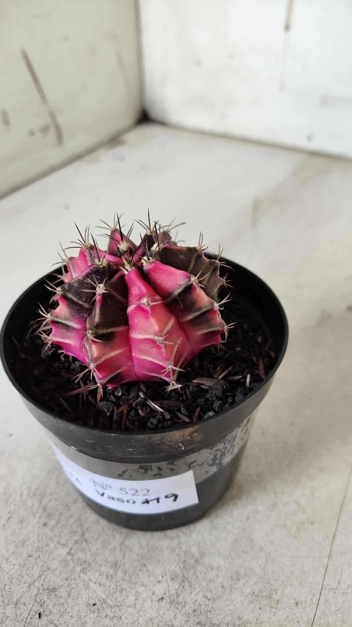 GYMNOCALYCIUM Mihanovichii Variegata Nº 522 – vaso 09