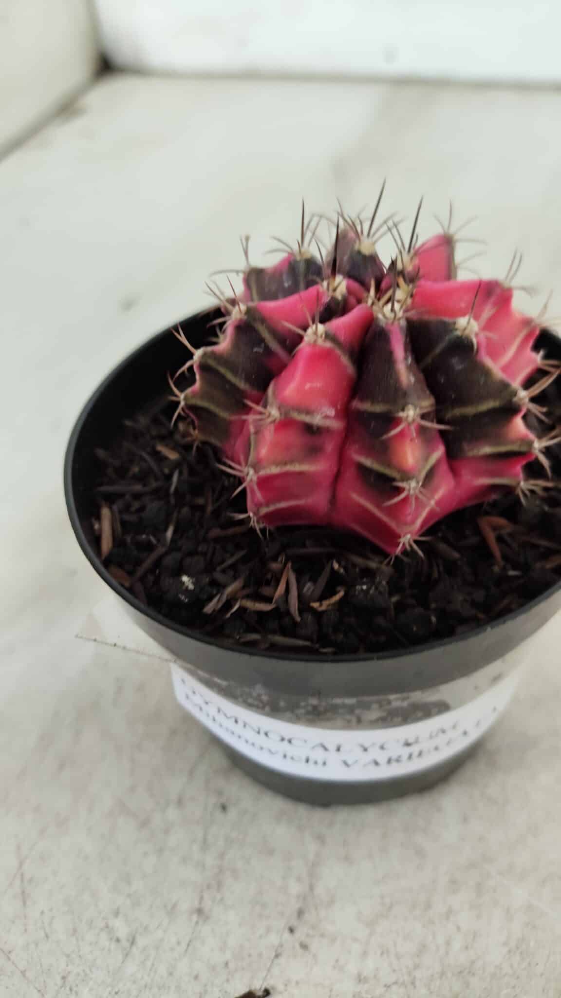 GYMNOCALYCIUM Mihanovichii Variegata Nº 522 – vaso 09
