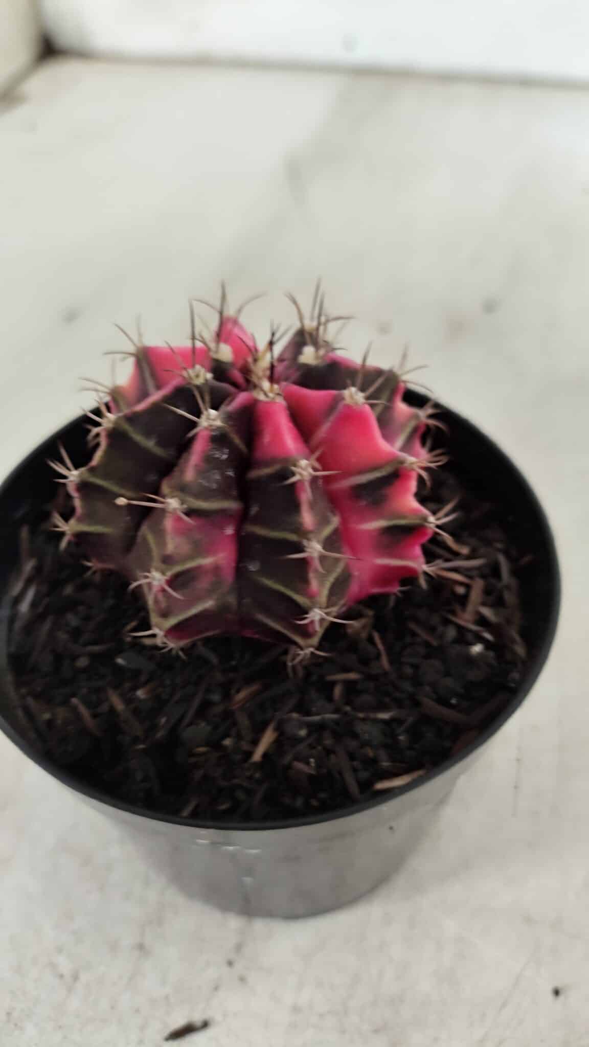 GYMNOCALYCIUM Mihanovichii Variegata Nº 522 – vaso 09