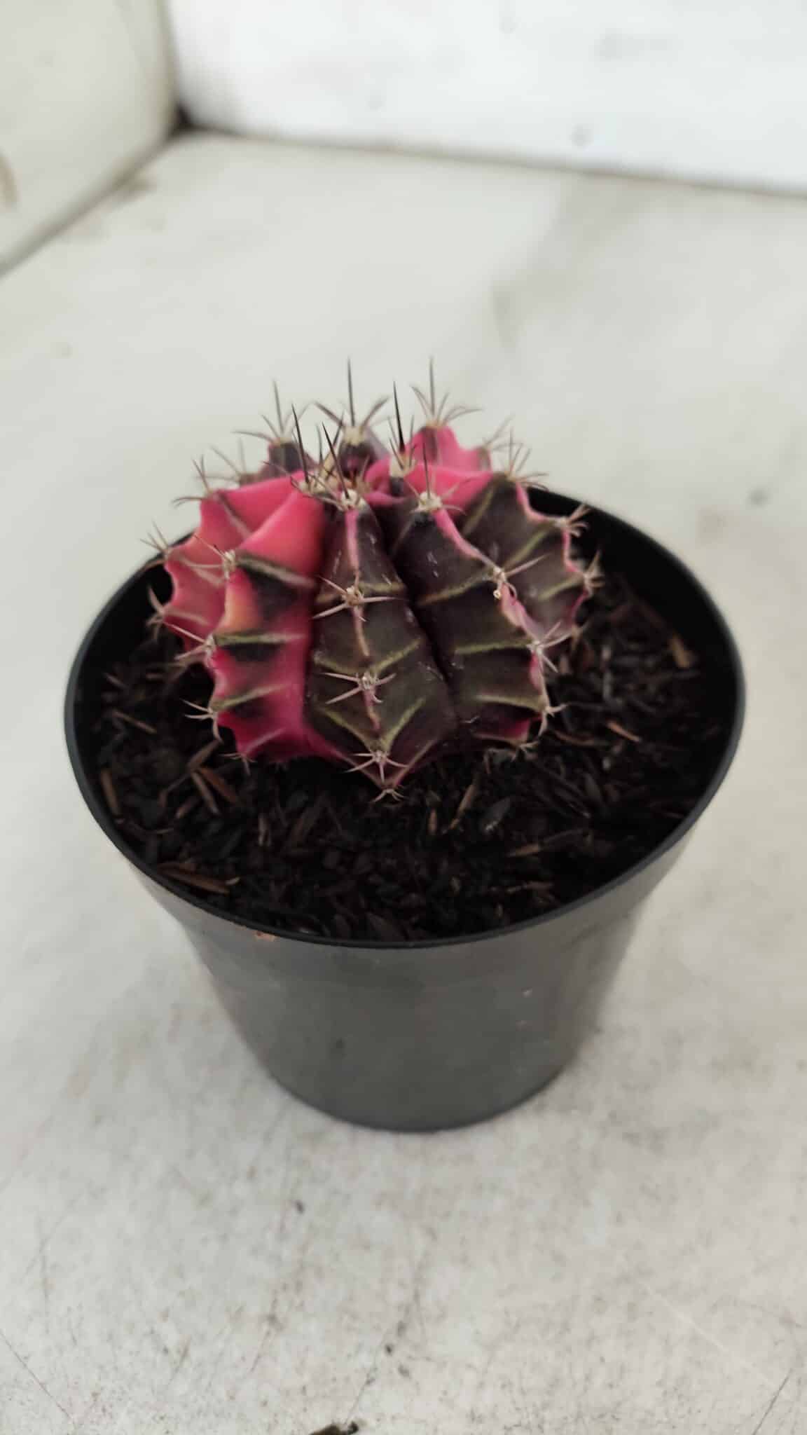 GYMNOCALYCIUM Mihanovichii Variegata Nº 522 – vaso 09