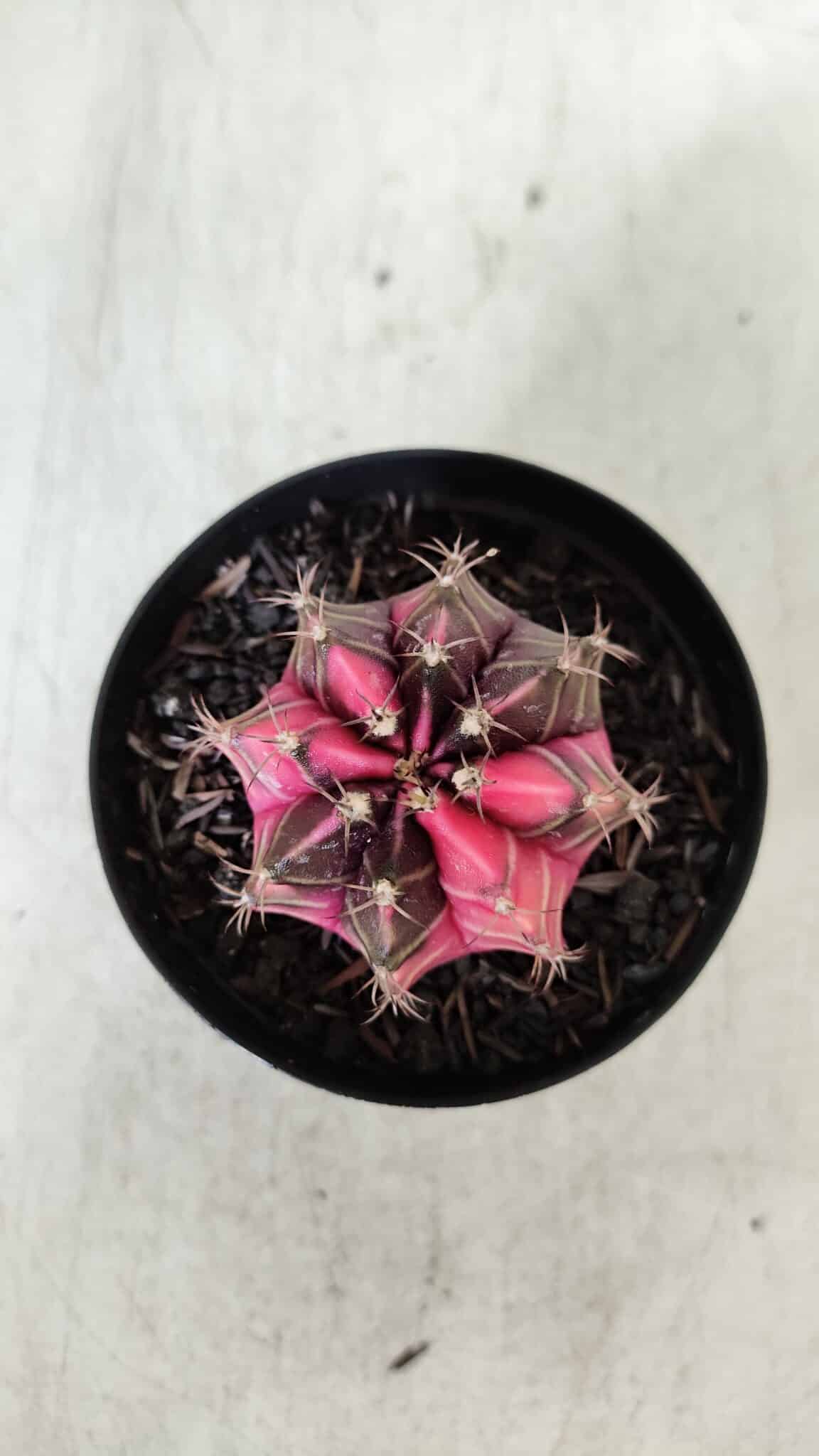 GYMNOCALYCIUM Mihanovichii Variegata Nº 522 – vaso 09