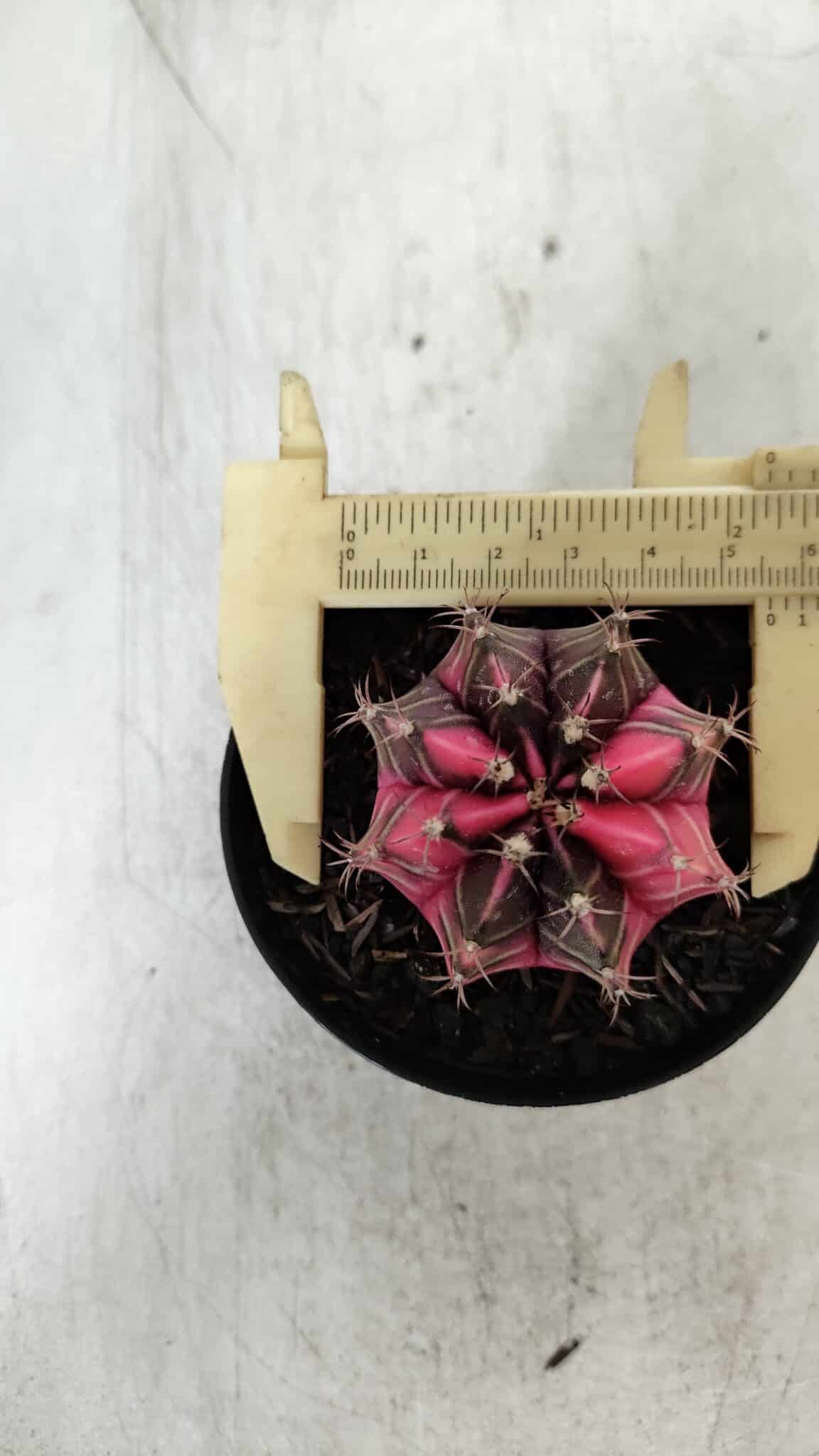 GYMNOCALYCIUM Mihanovichii Variegata Nº 522 – vaso 09