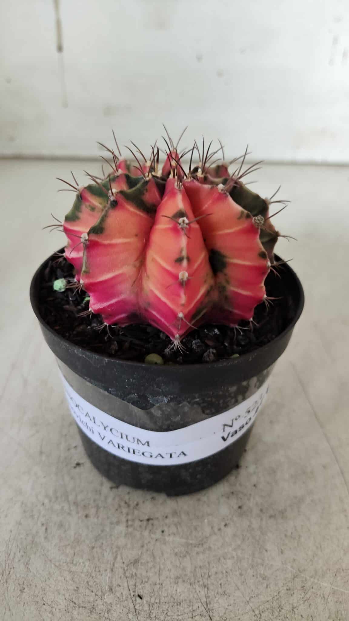 GYMNOCALYCIUM Mihanovichii Variegata Nº 523 – vaso 09