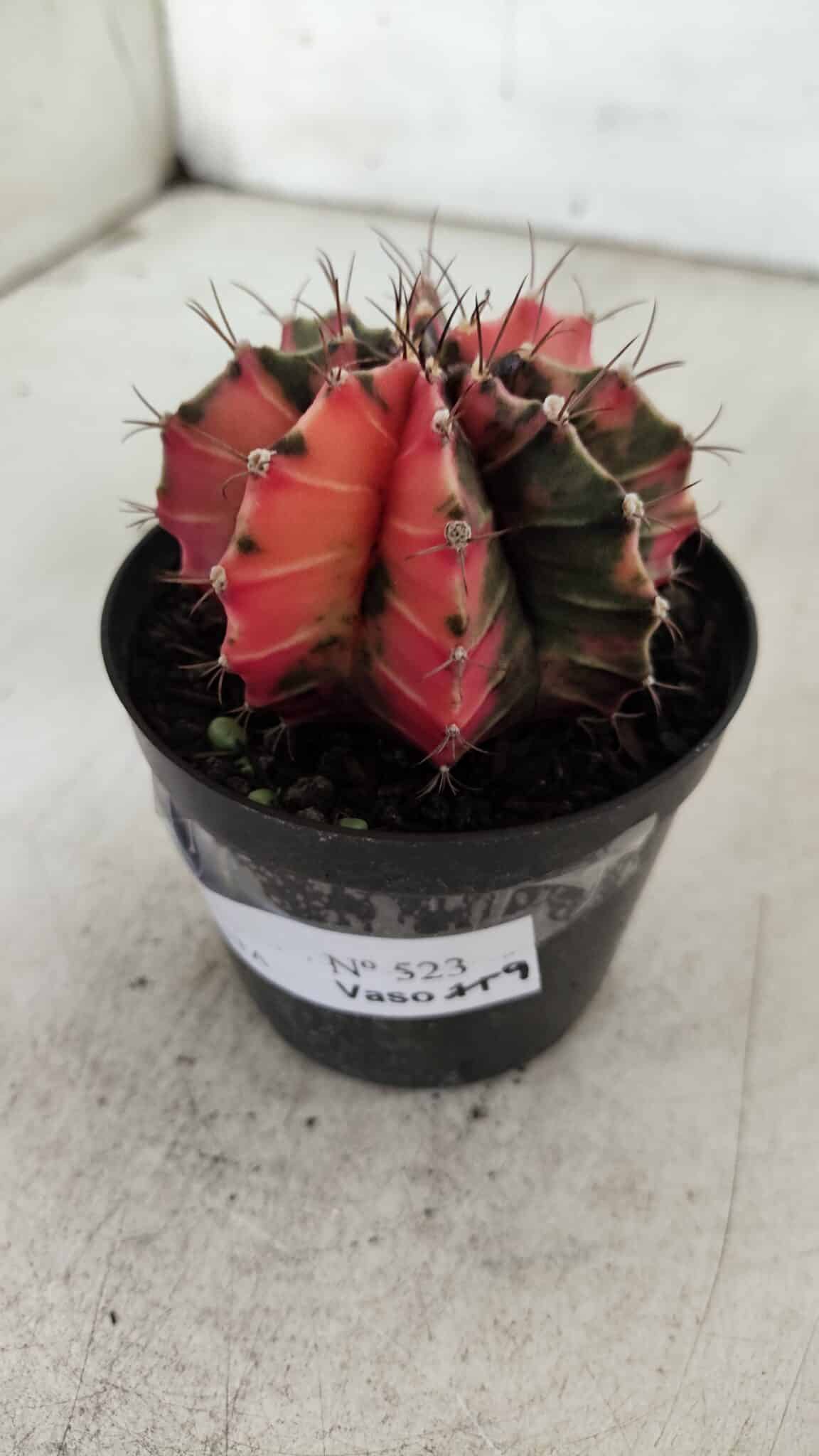 GYMNOCALYCIUM Mihanovichii Variegata Nº 523 – vaso 09