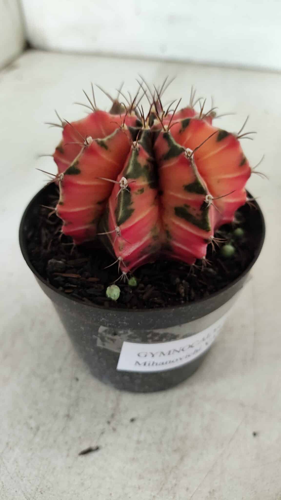 GYMNOCALYCIUM Mihanovichii Variegata Nº 523 – vaso 09