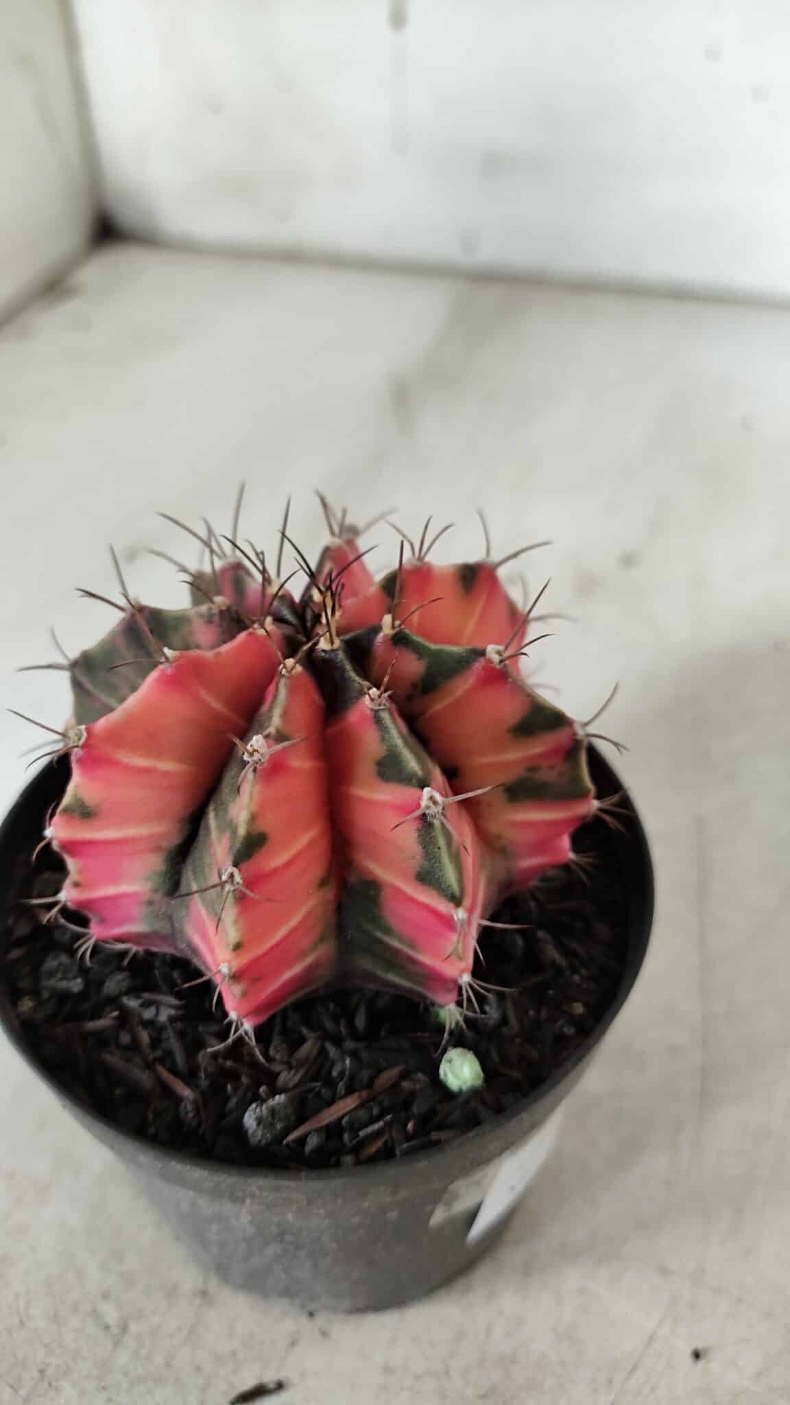 GYMNOCALYCIUM Mihanovichii Variegata Nº 523 – vaso 09
