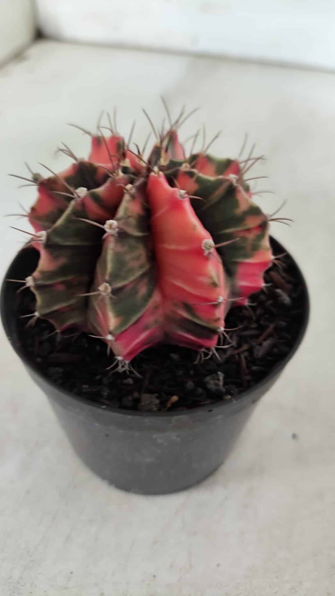 GYMNOCALYCIUM Mihanovichii Variegata Nº 523 – vaso 09