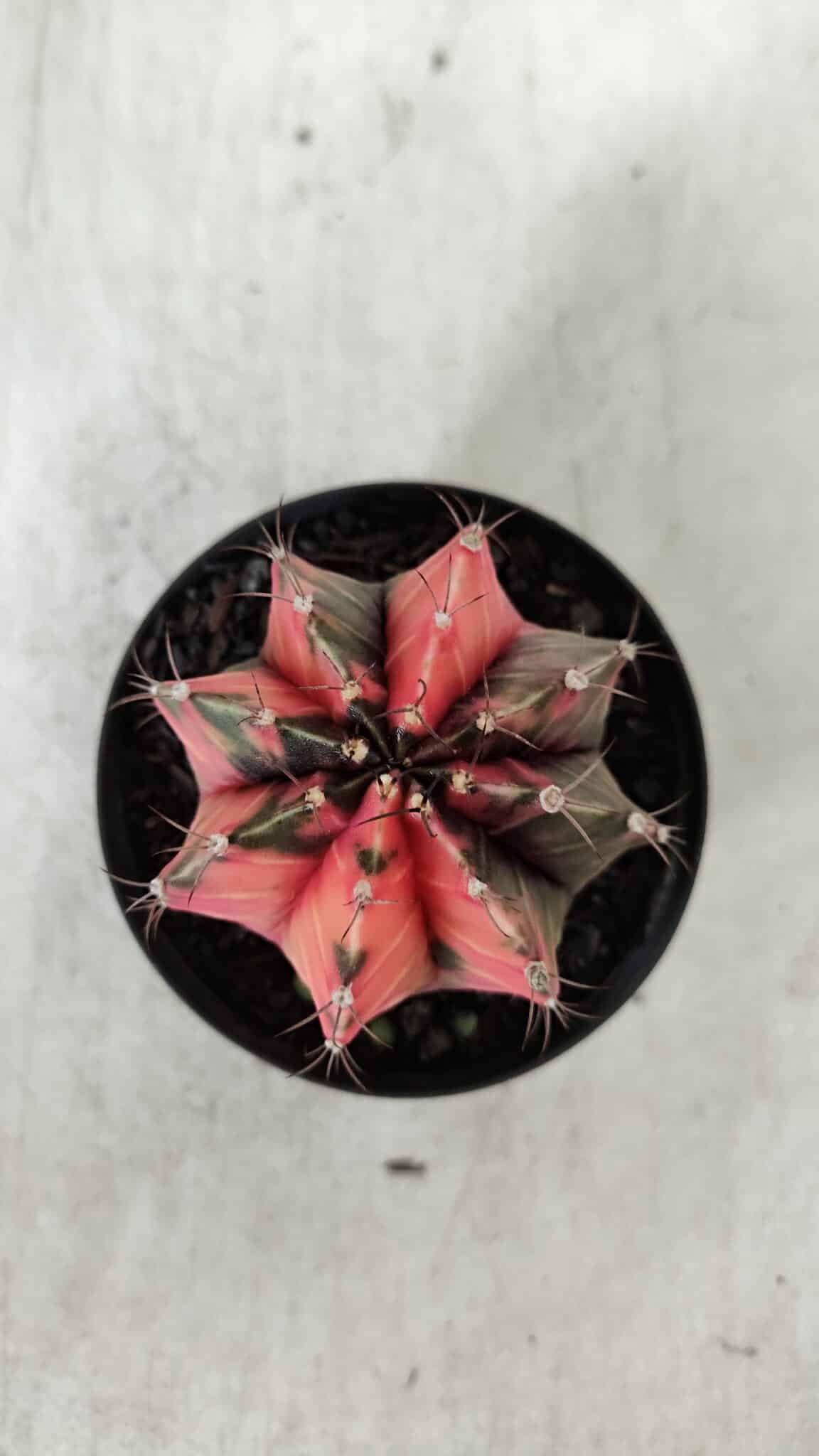 GYMNOCALYCIUM Mihanovichii Variegata Nº 523 – vaso 09