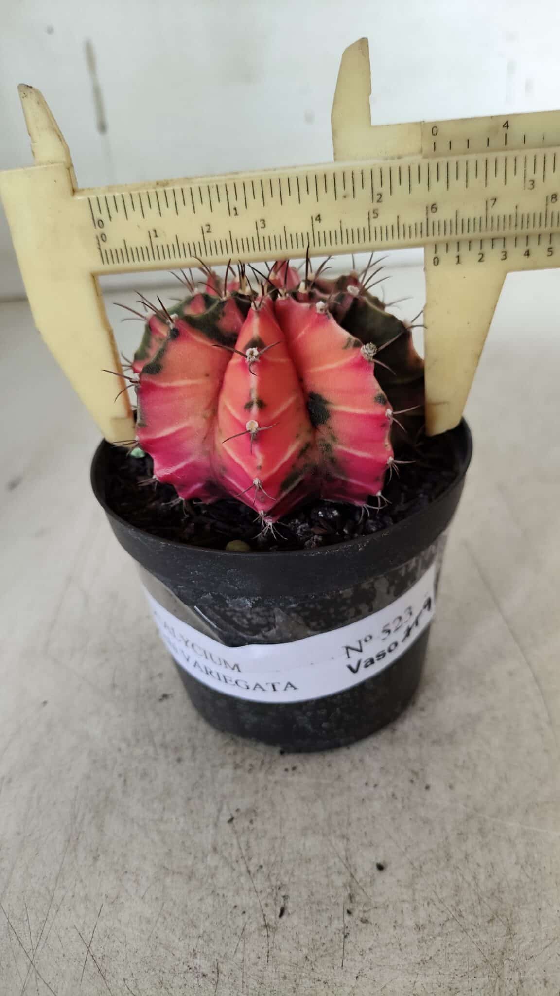 GYMNOCALYCIUM Mihanovichii Variegata Nº 523 – vaso 09