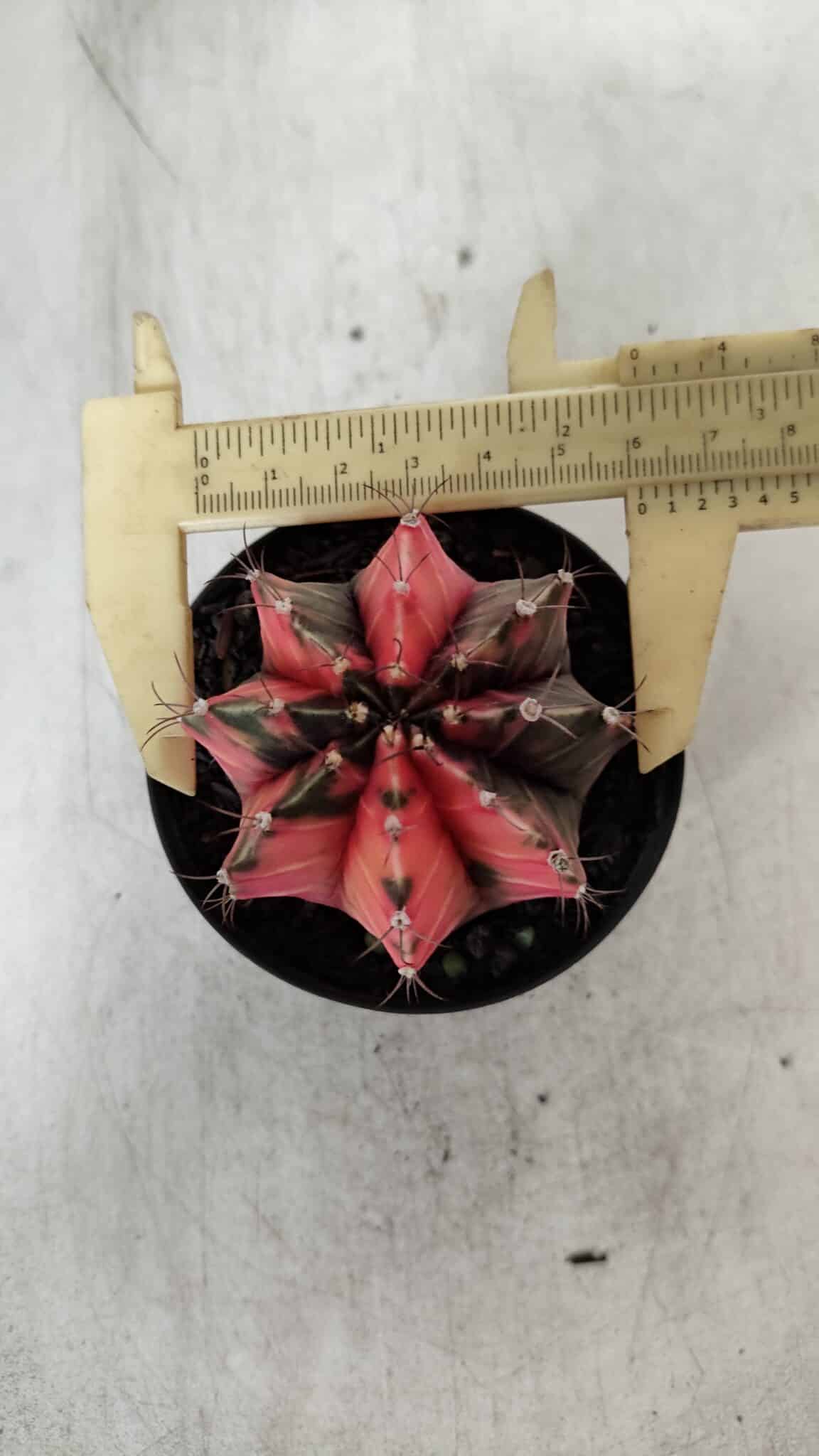 GYMNOCALYCIUM Mihanovichii Variegata Nº 523 – vaso 09