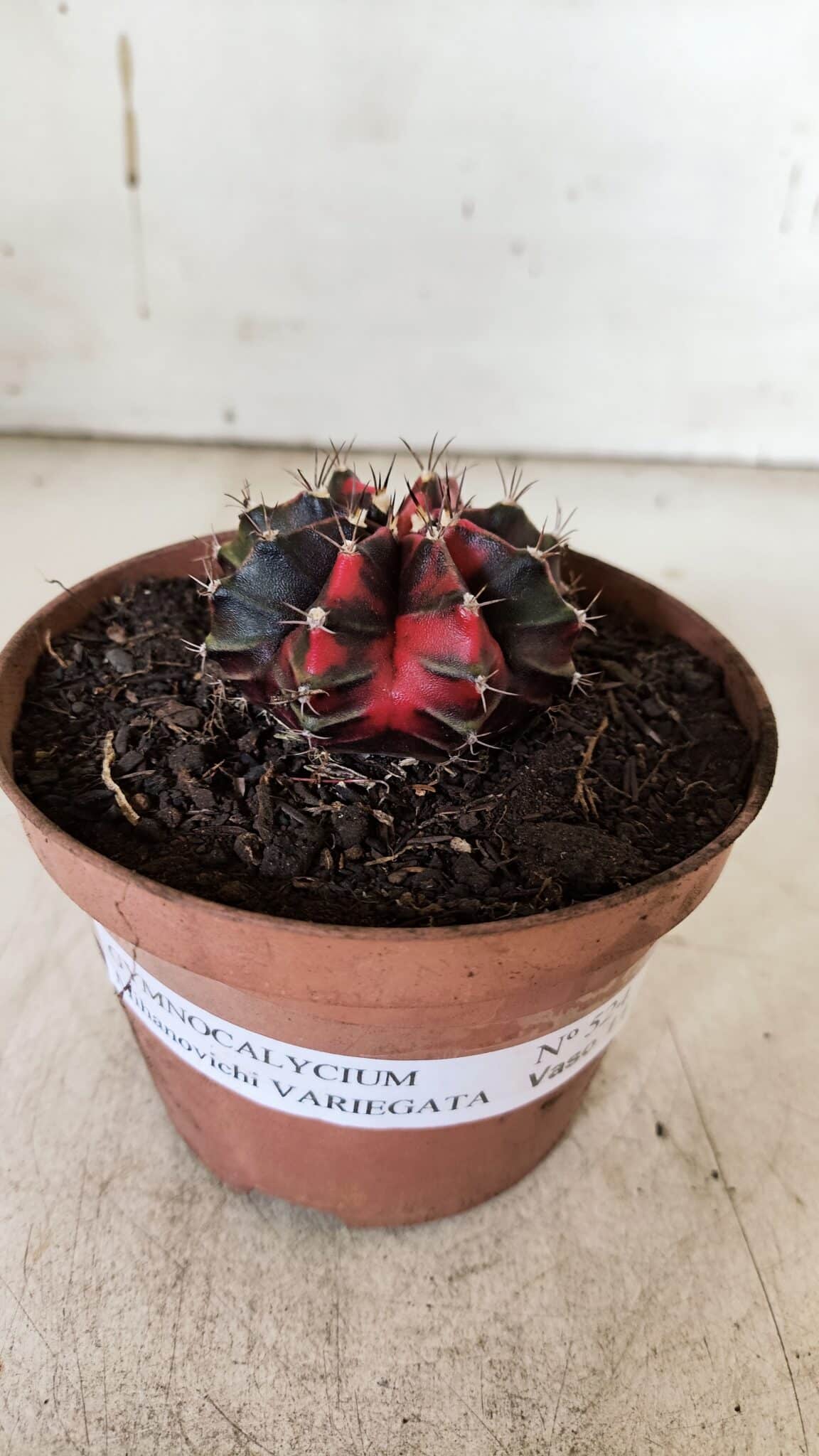 GYMNOCALYCIUM Mihanovichii Variegata Nº 524 – vaso 09