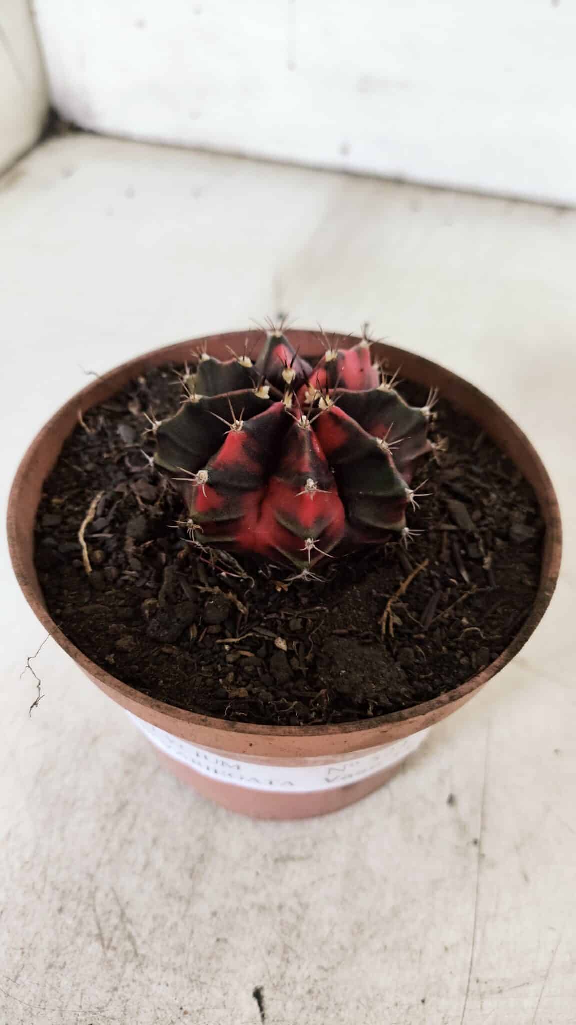 GYMNOCALYCIUM Mihanovichii Variegata Nº 524 – vaso 09