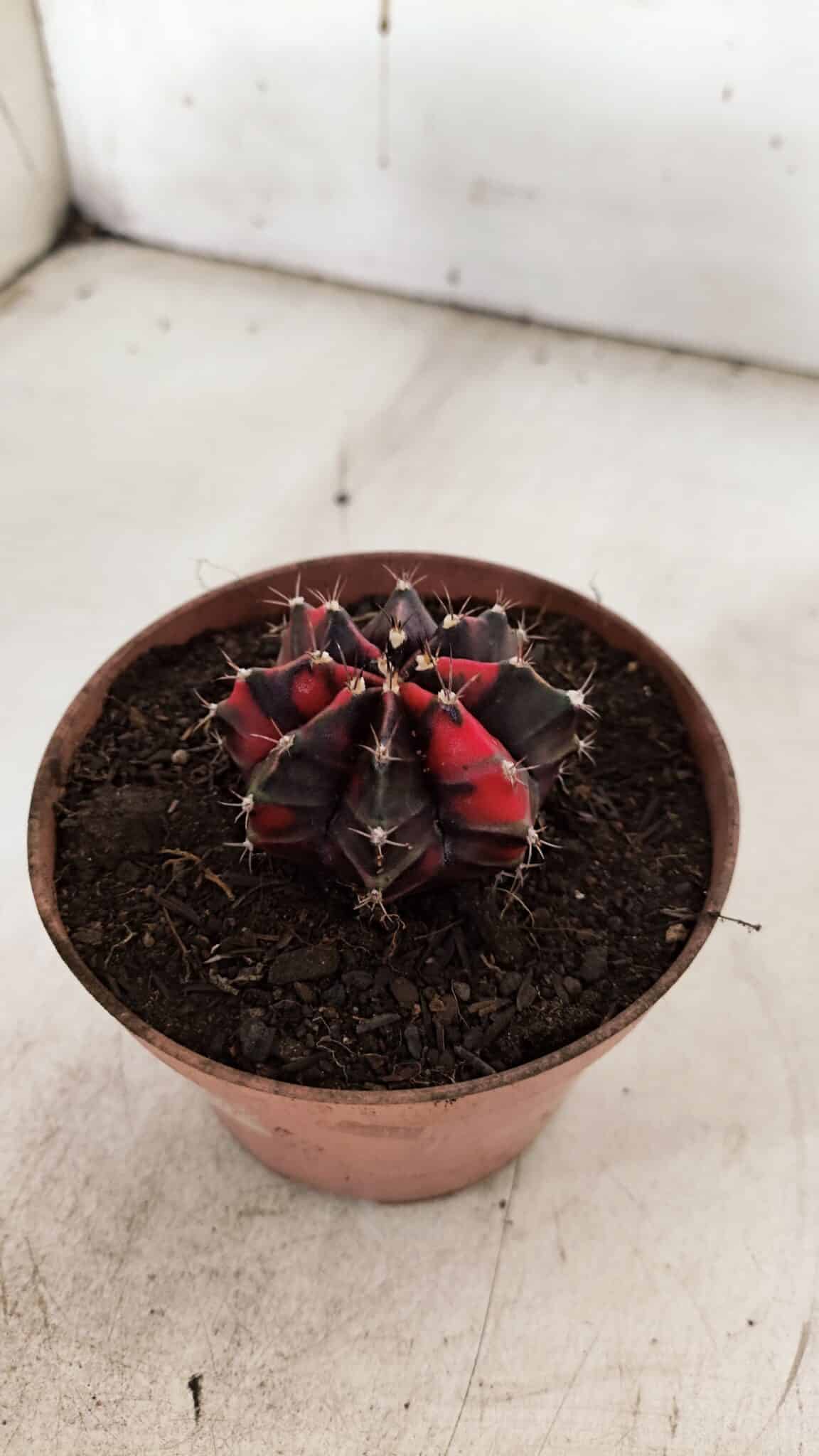 GYMNOCALYCIUM Mihanovichii Variegata Nº 524 – vaso 09