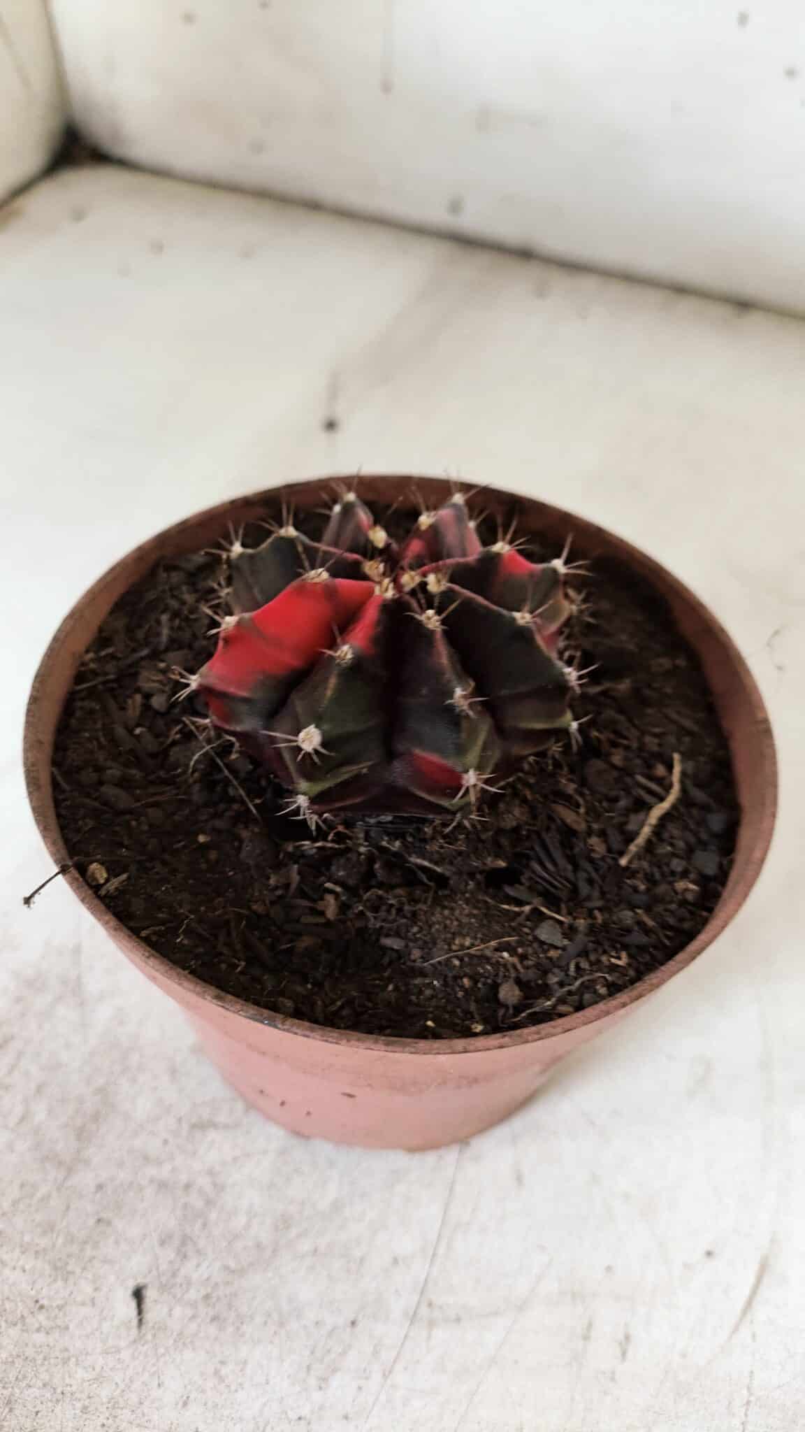 GYMNOCALYCIUM Mihanovichii Variegata Nº 524 – vaso 09