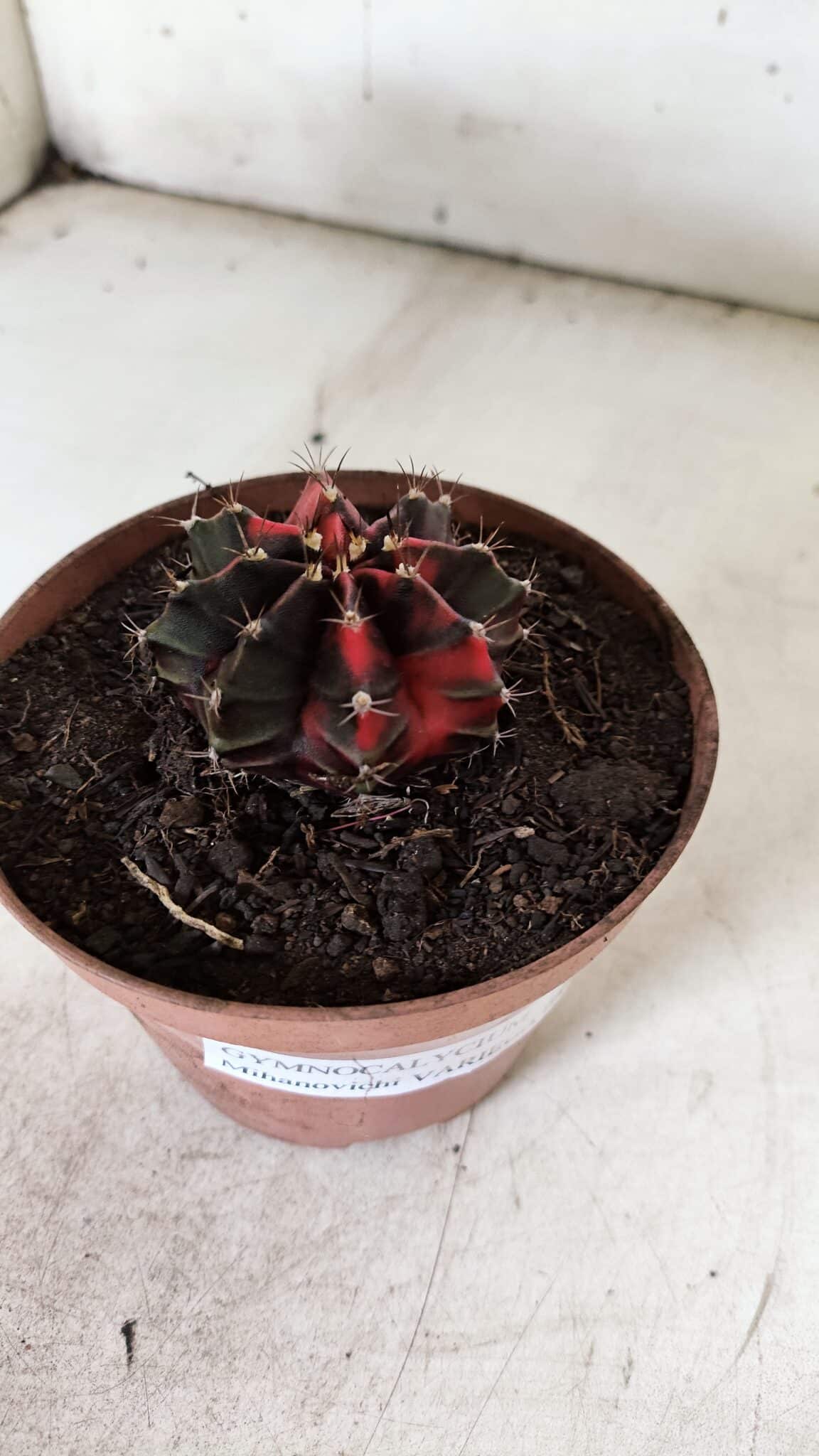 GYMNOCALYCIUM Mihanovichii Variegata Nº 524 – vaso 09