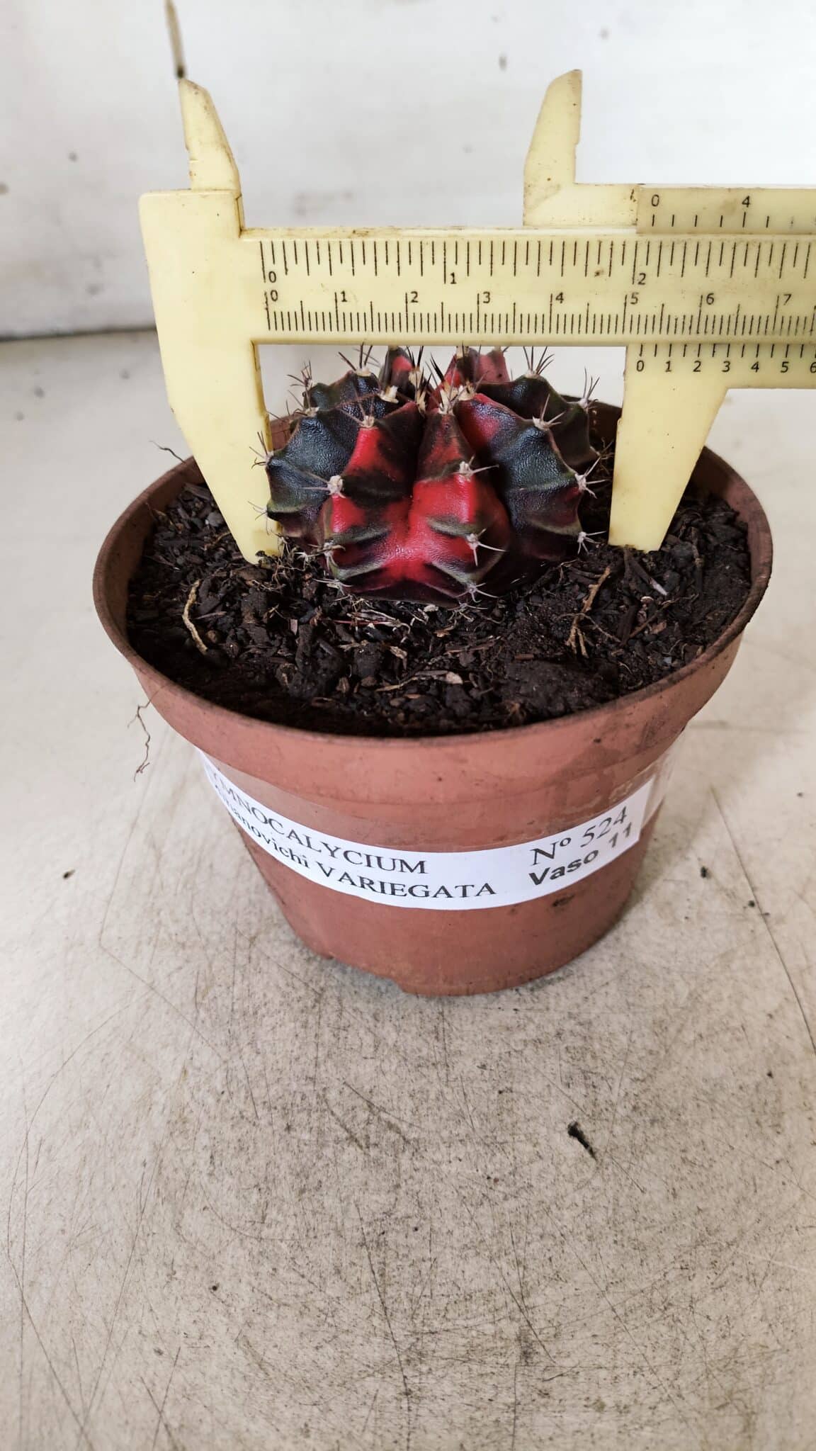GYMNOCALYCIUM Mihanovichii Variegata Nº 524 – vaso 09