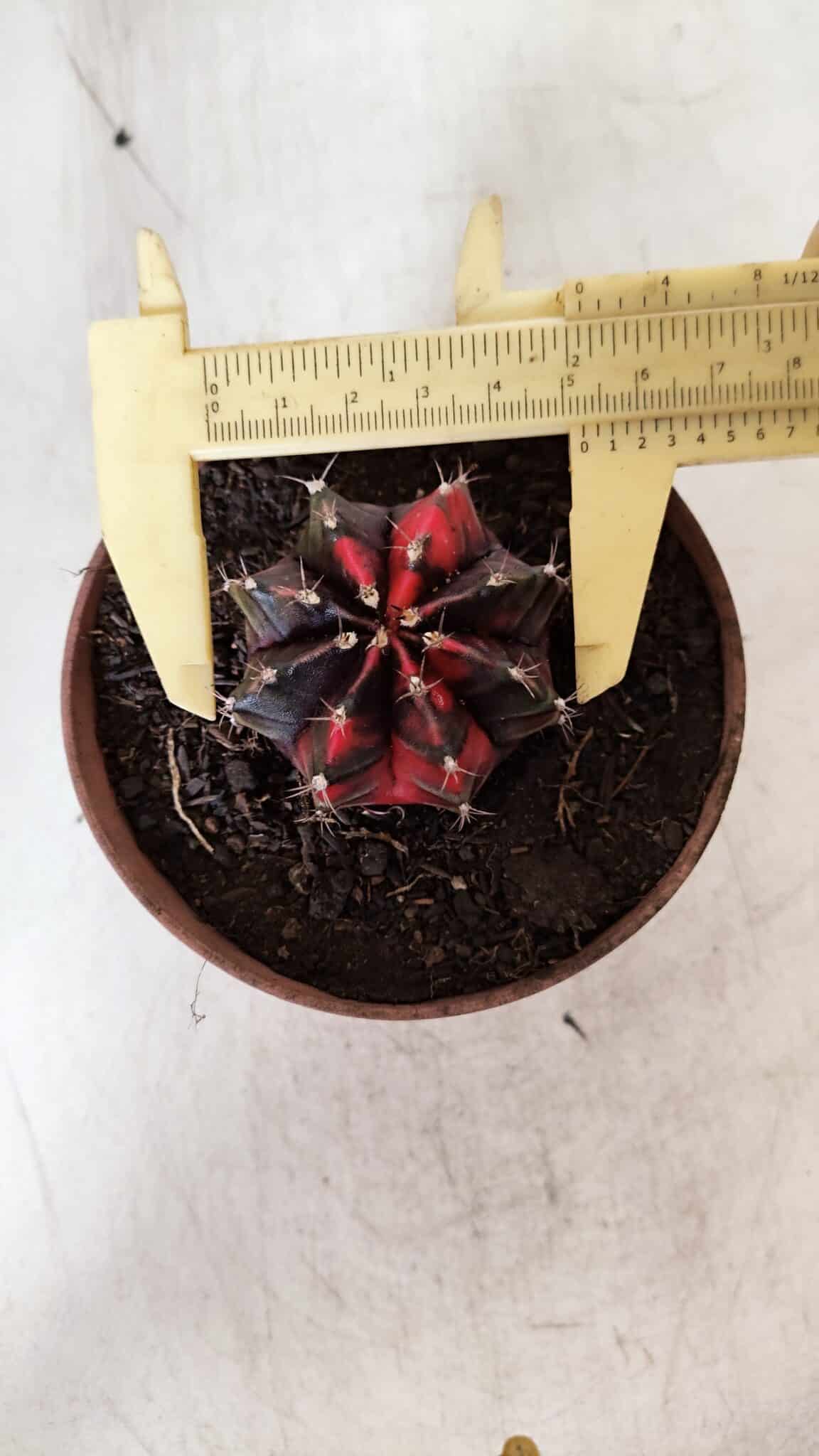 GYMNOCALYCIUM Mihanovichii Variegata Nº 524 – vaso 09