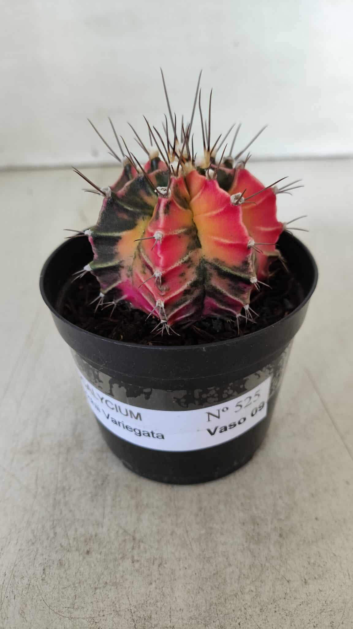 GYMNOCALYCIUM Mihanovichii Variegata Nº 525 – vaso 09