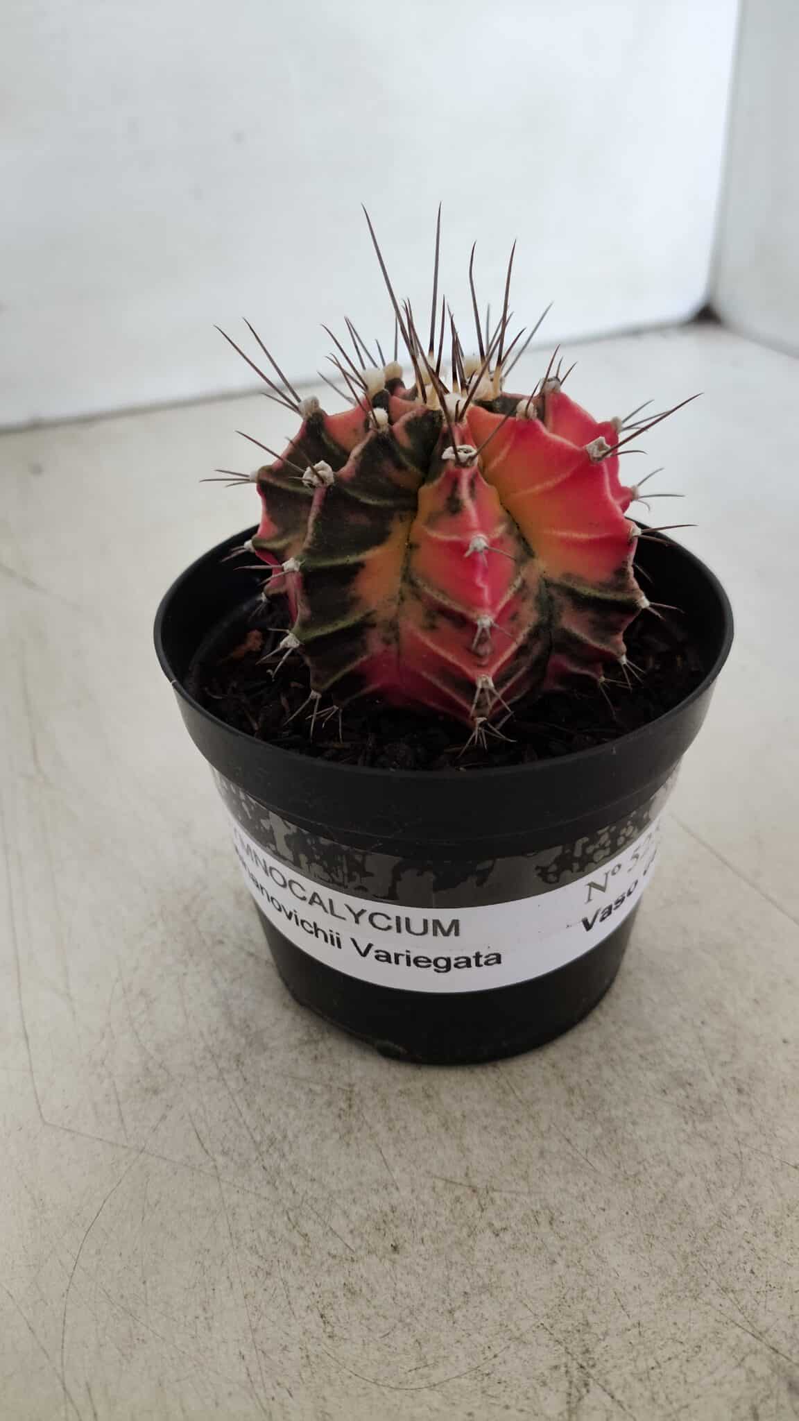 GYMNOCALYCIUM Mihanovichii Variegata Nº 525 – vaso 09