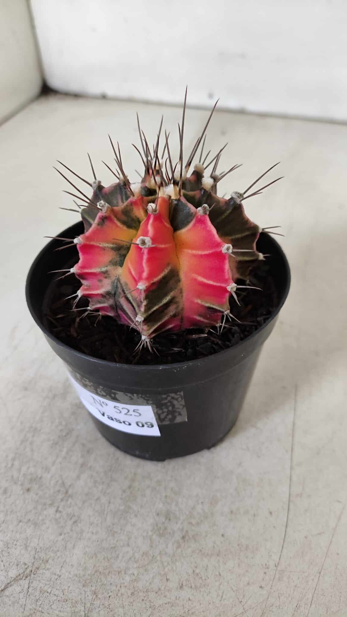 GYMNOCALYCIUM Mihanovichii Variegata Nº 525 – vaso 09
