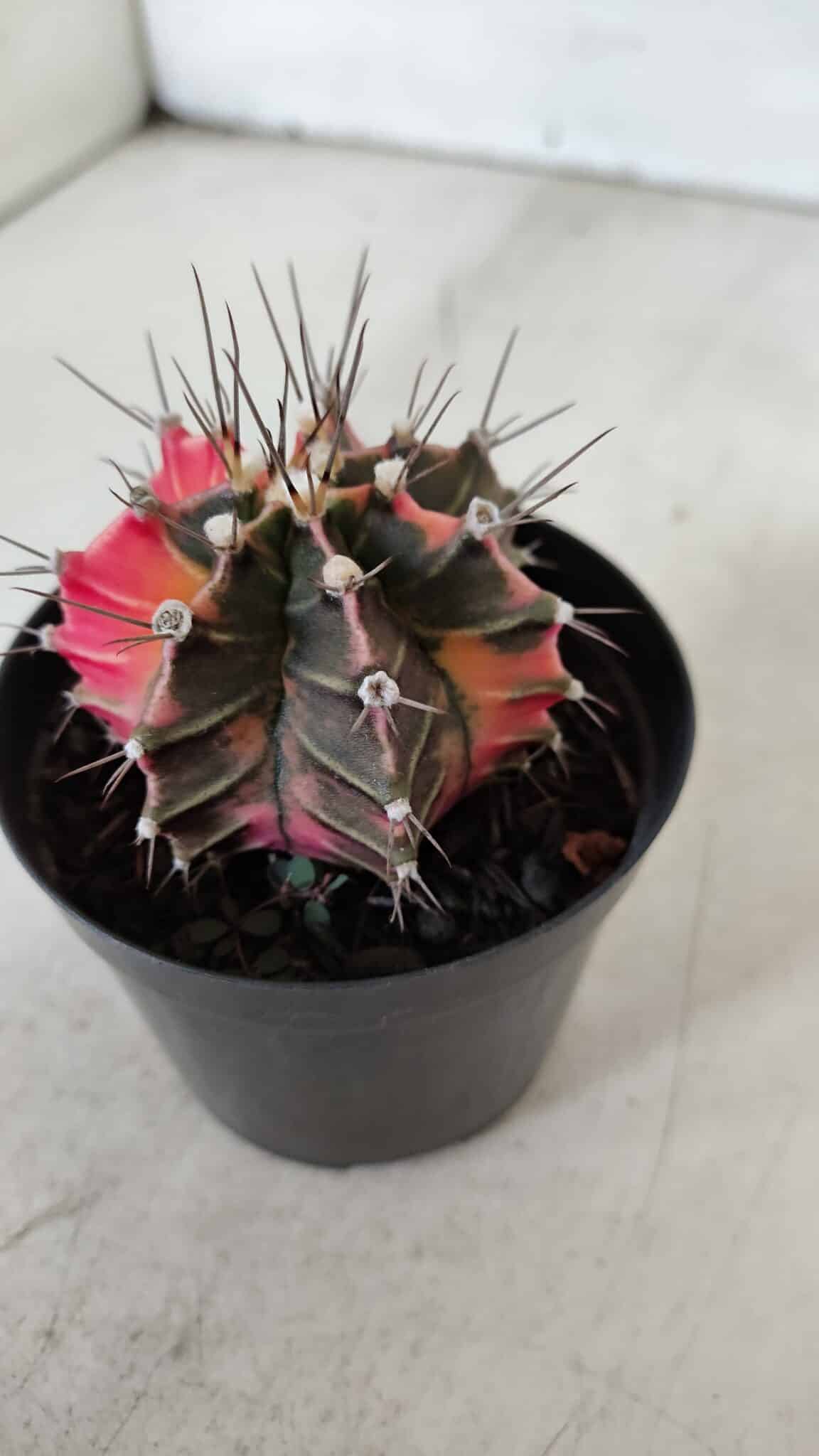 GYMNOCALYCIUM Mihanovichii Variegata Nº 525 – vaso 09