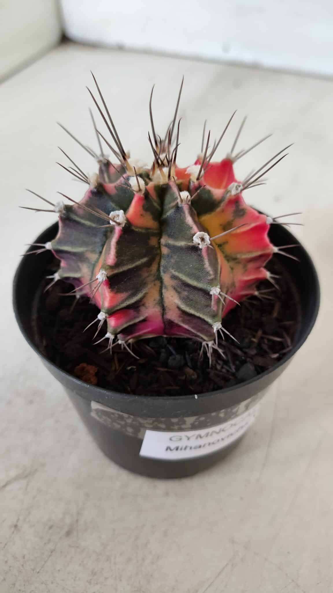 GYMNOCALYCIUM Mihanovichii Variegata Nº 525 – vaso 09