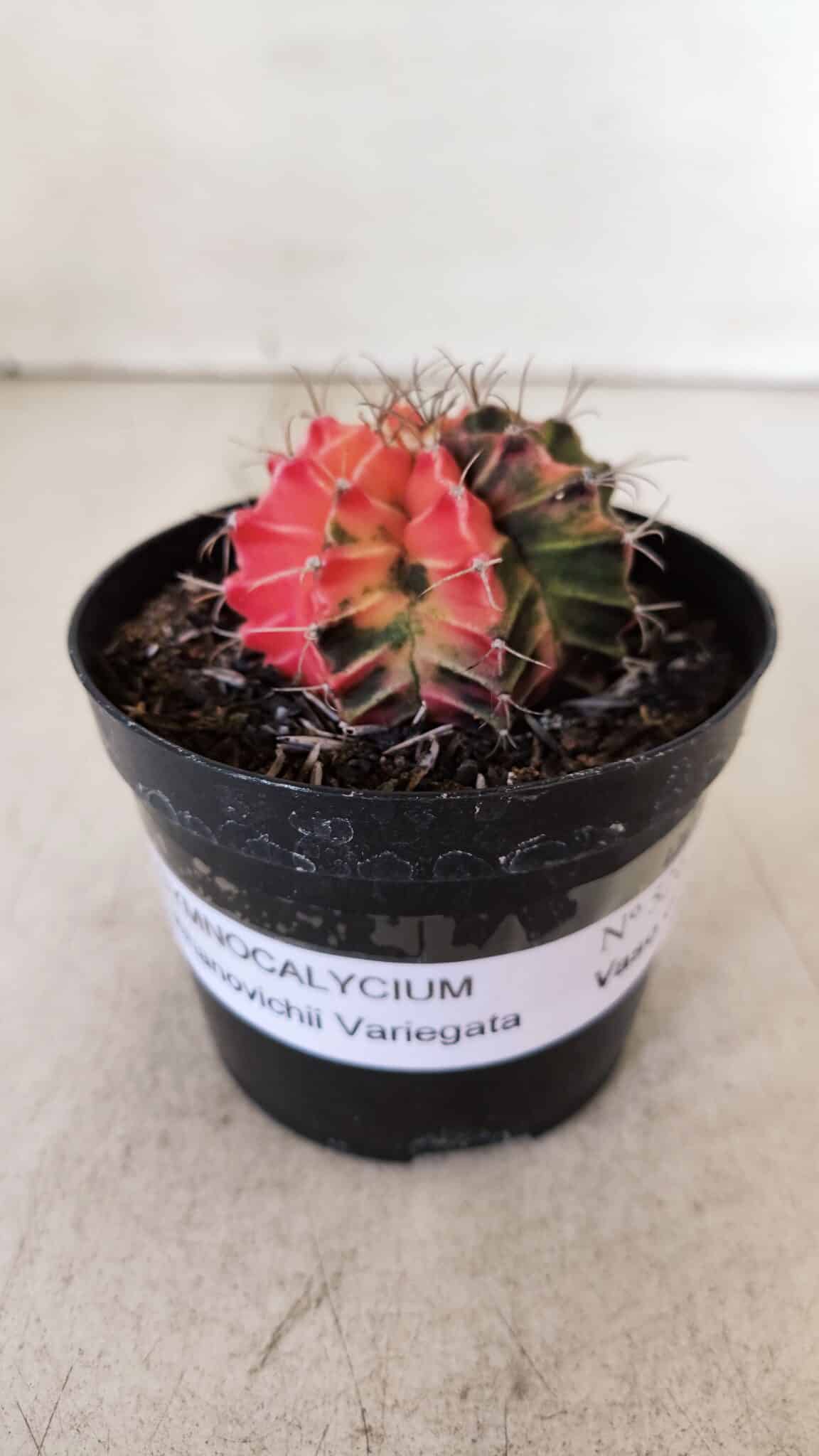 GYMNOCALYCIUM Mihanovichii Variegata Nº 526 – vaso 09