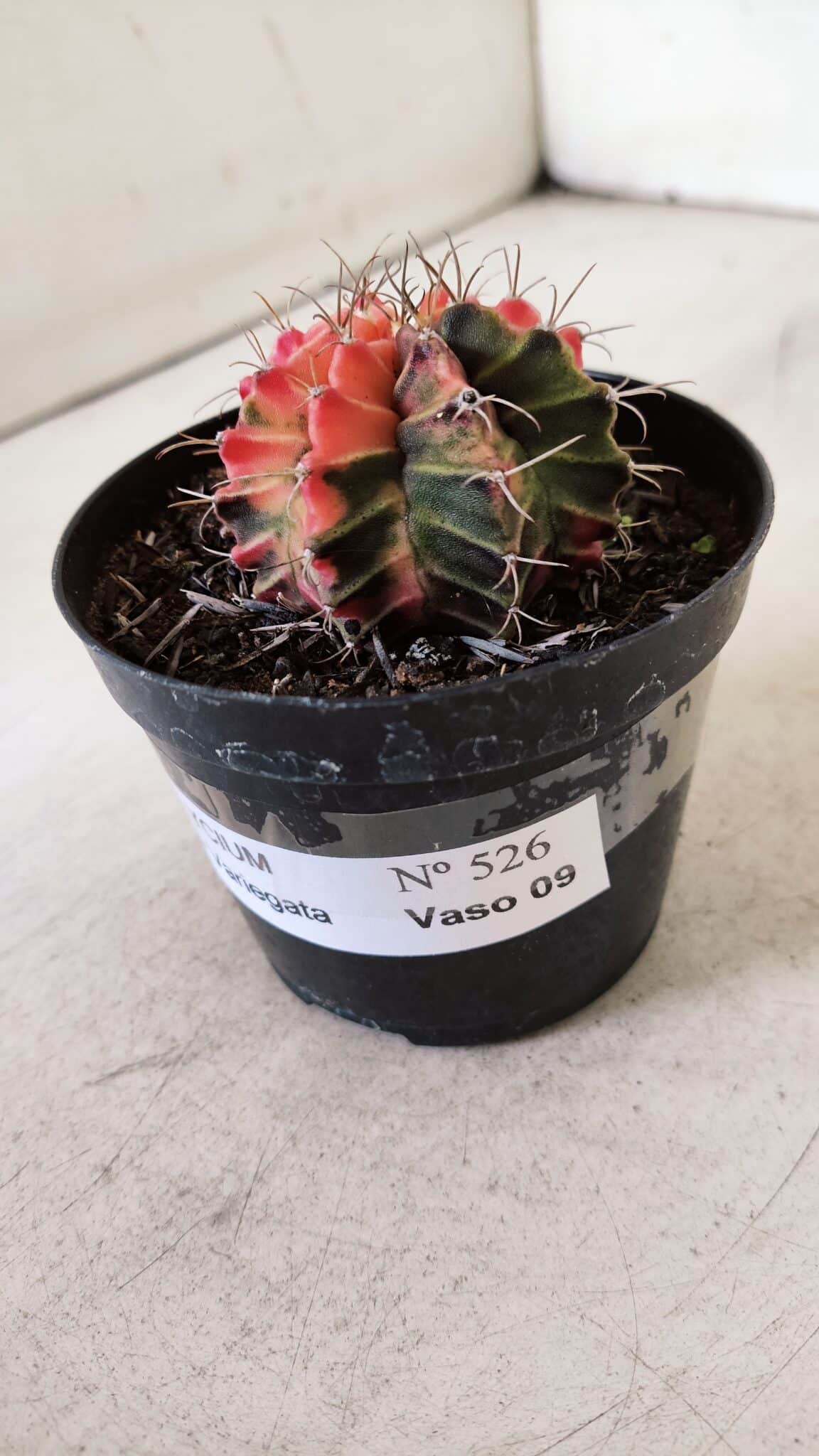 GYMNOCALYCIUM Mihanovichii Variegata Nº 526 – vaso 09