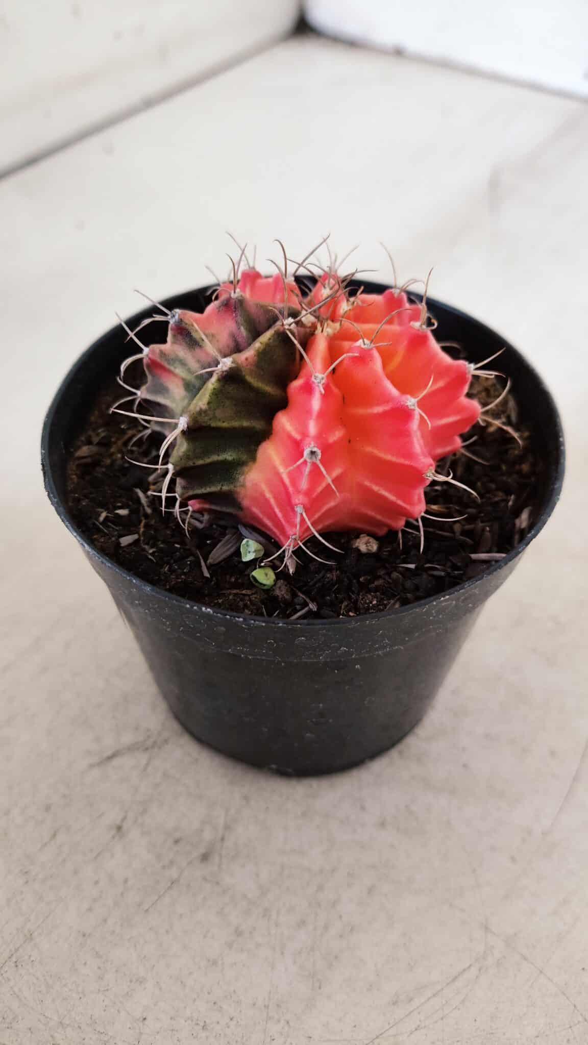 GYMNOCALYCIUM Mihanovichii Variegata Nº 526 – vaso 09