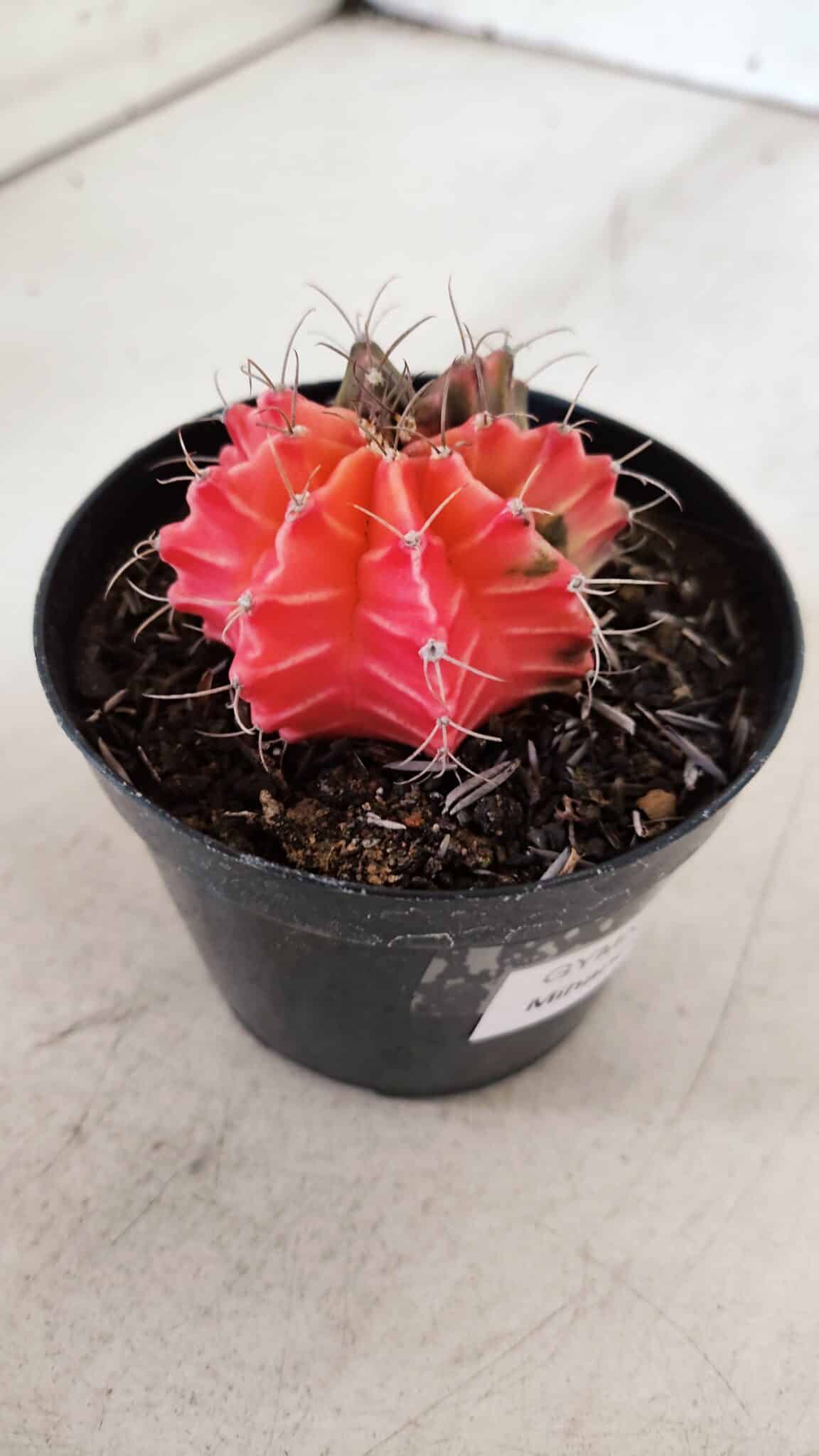 GYMNOCALYCIUM Mihanovichii Variegata Nº 526 – vaso 09