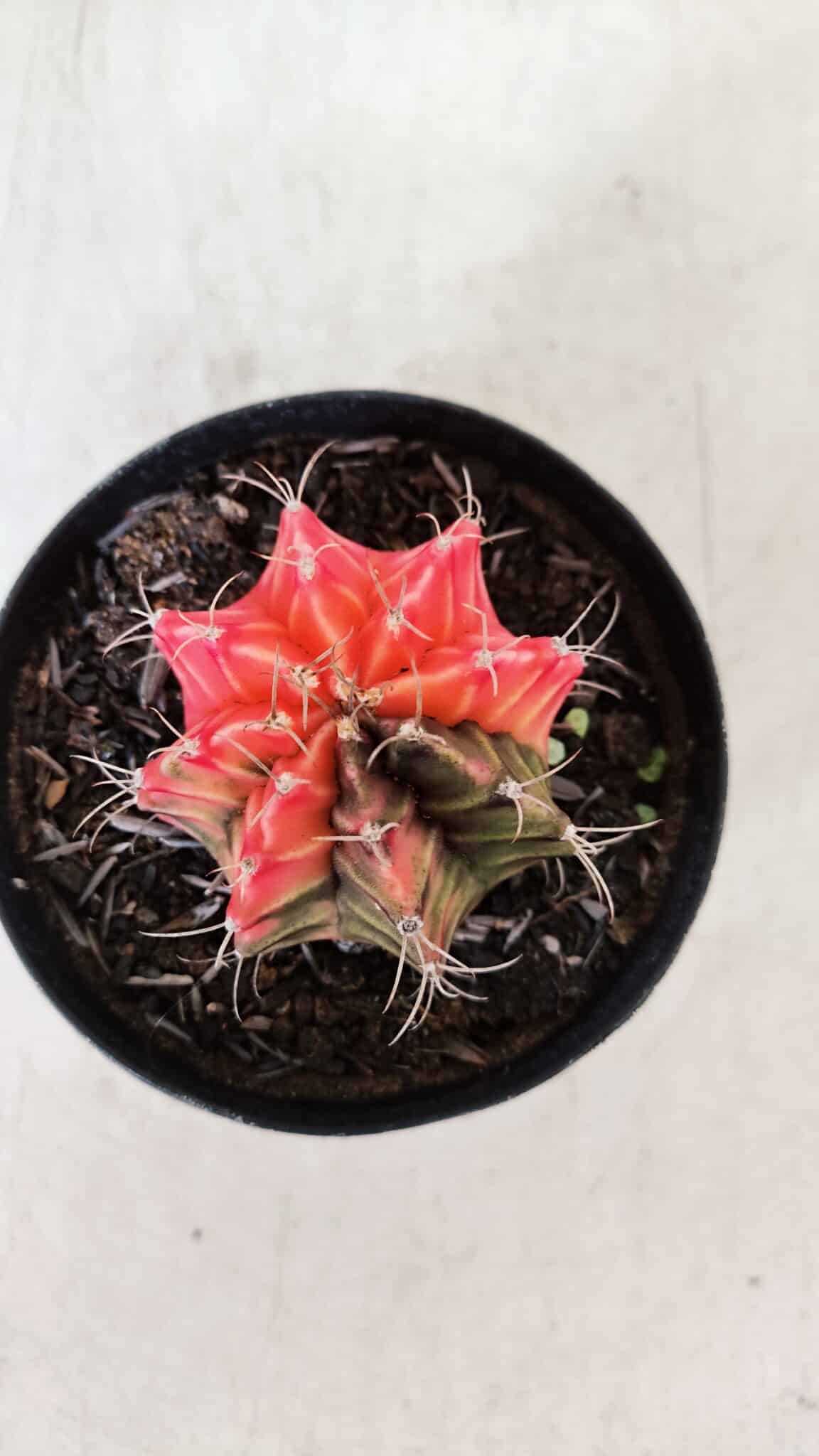 GYMNOCALYCIUM Mihanovichii Variegata Nº 526 – vaso 09