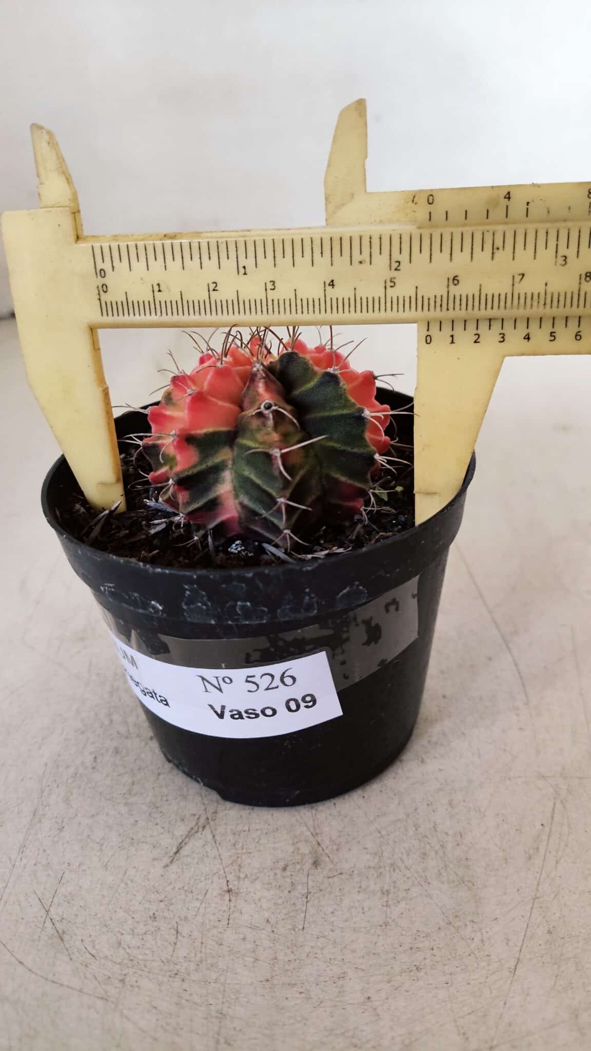 GYMNOCALYCIUM Mihanovichii Variegata Nº 526 – vaso 09