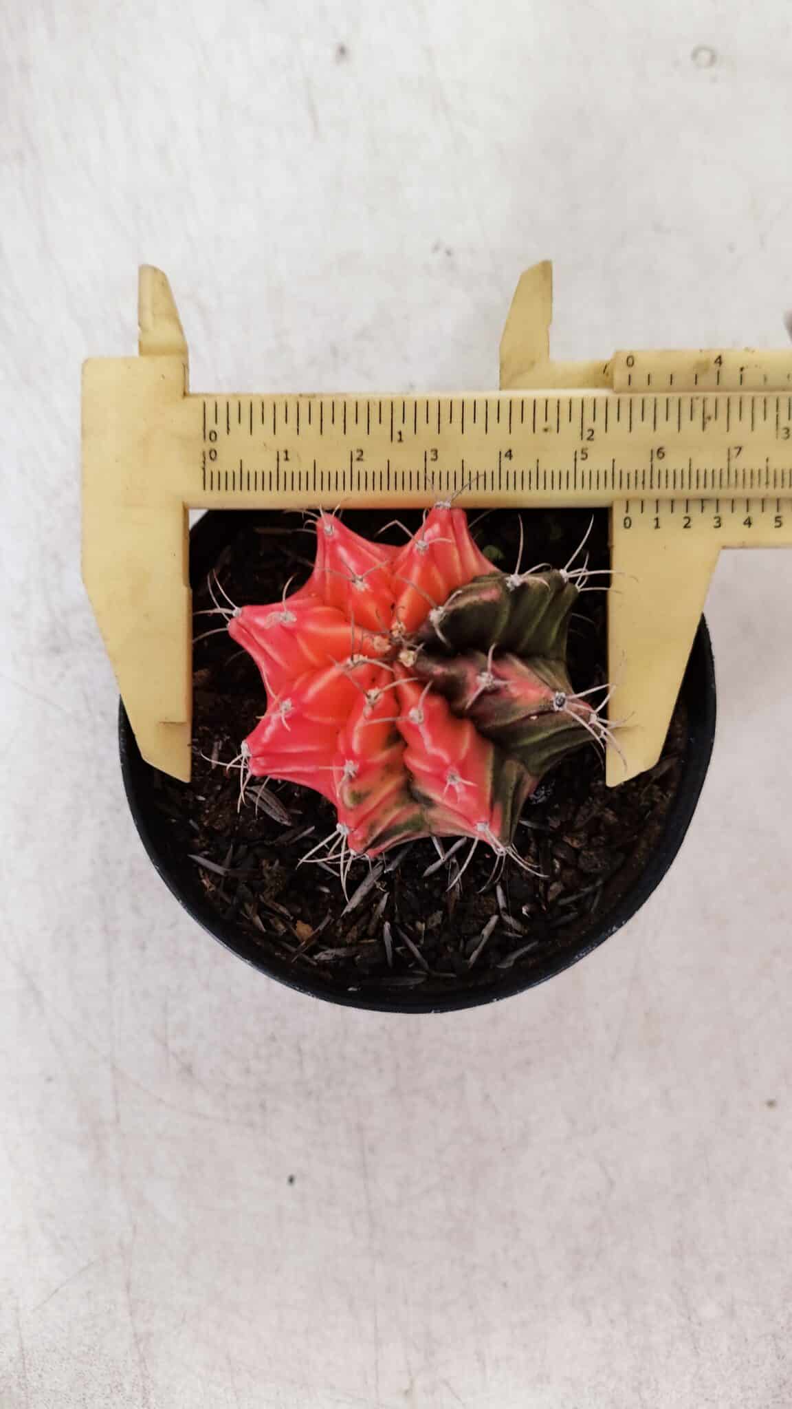 GYMNOCALYCIUM Mihanovichii Variegata Nº 526 – vaso 09