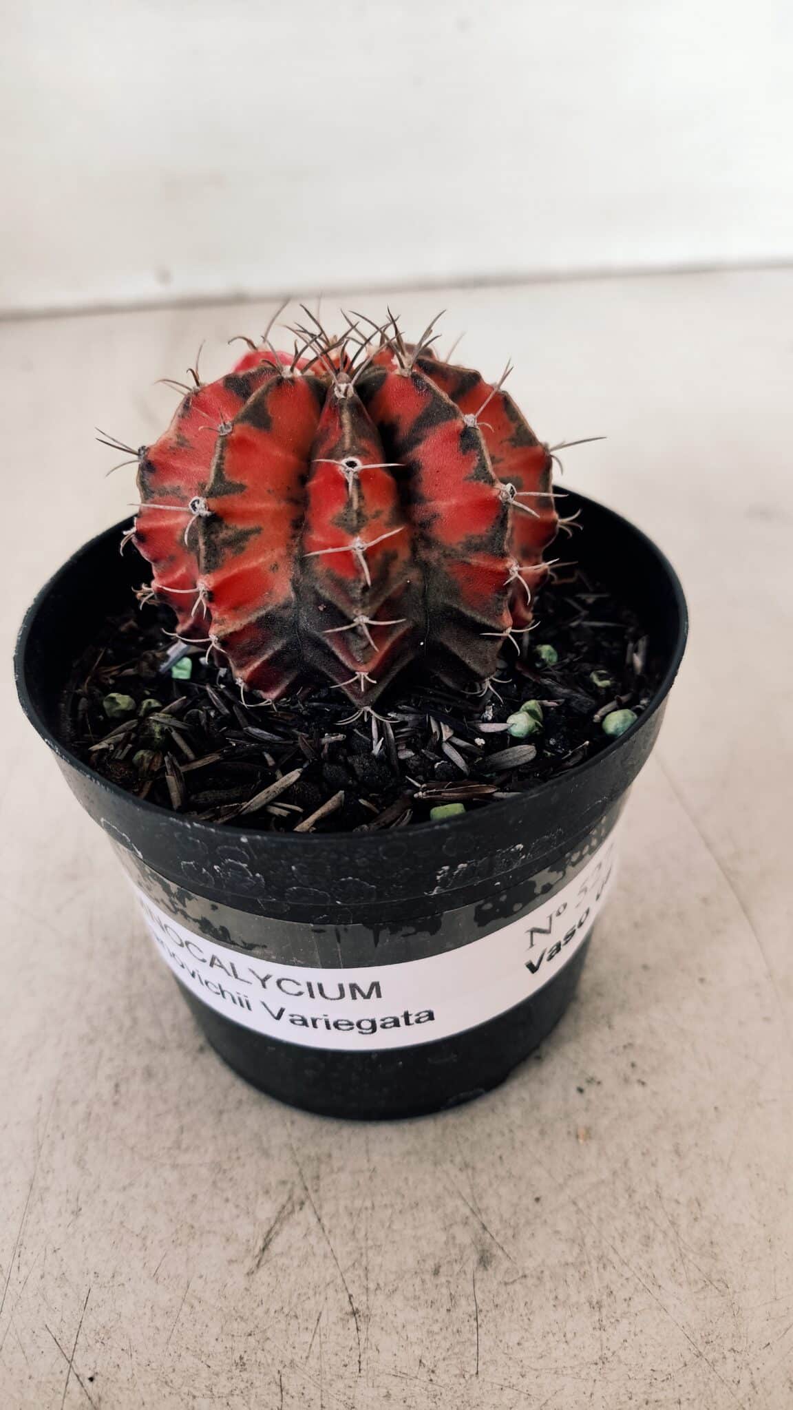 GYMNOCALYCIUM Mihanovichii Variegata Nº 527 – vaso 09
