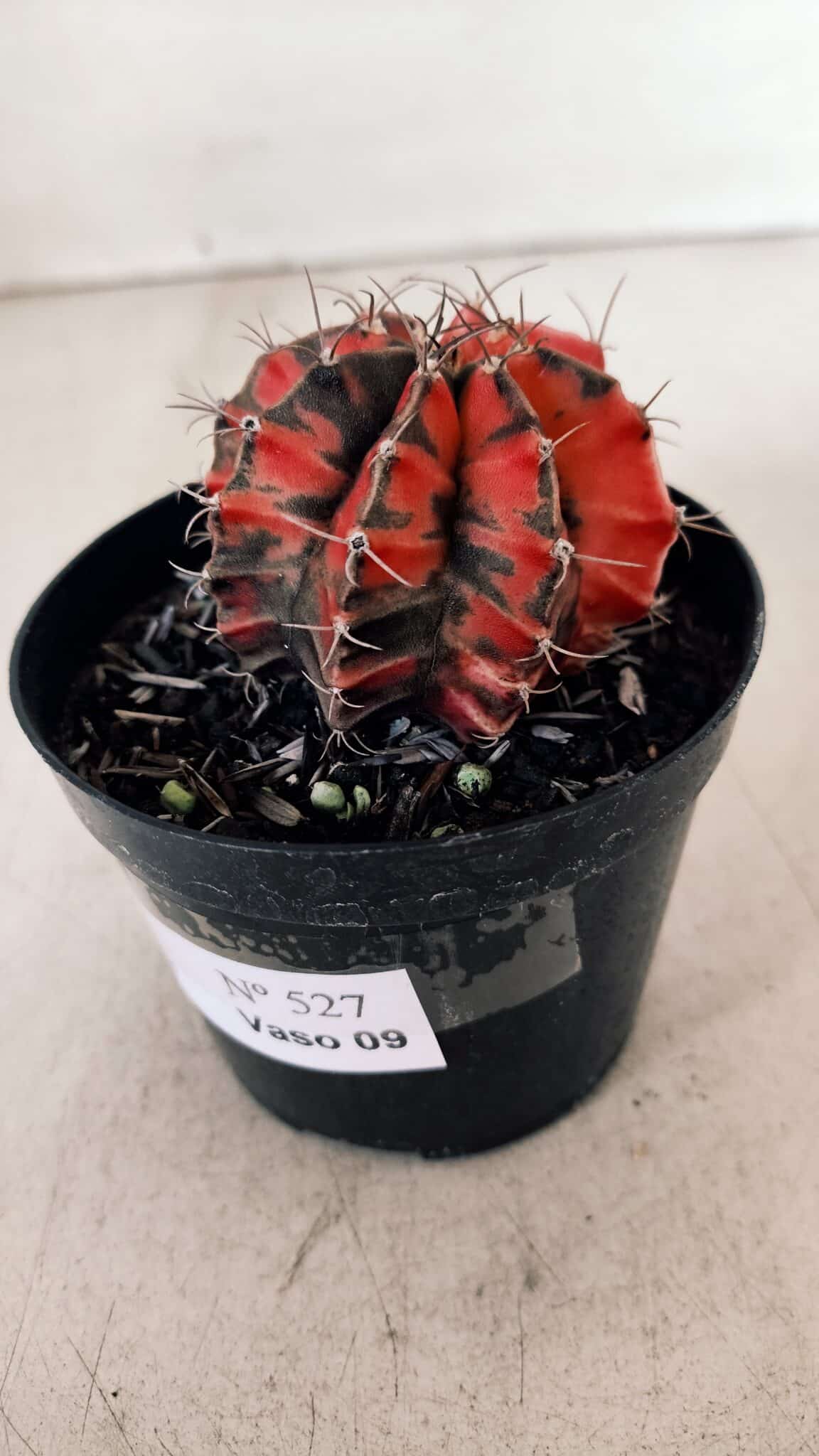 GYMNOCALYCIUM Mihanovichii Variegata Nº 527 – vaso 09