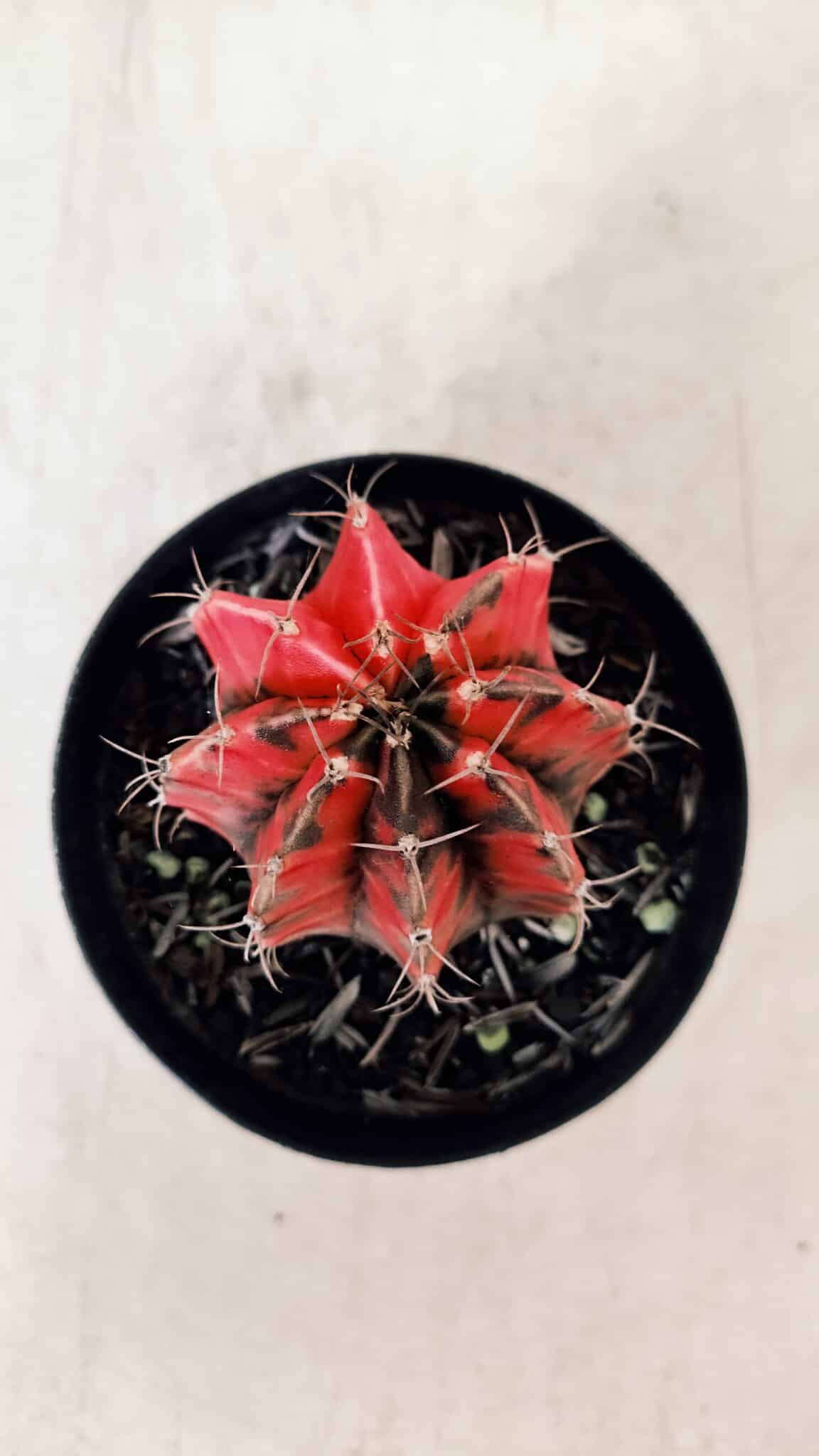 GYMNOCALYCIUM Mihanovichii Variegata Nº 527 – vaso 09