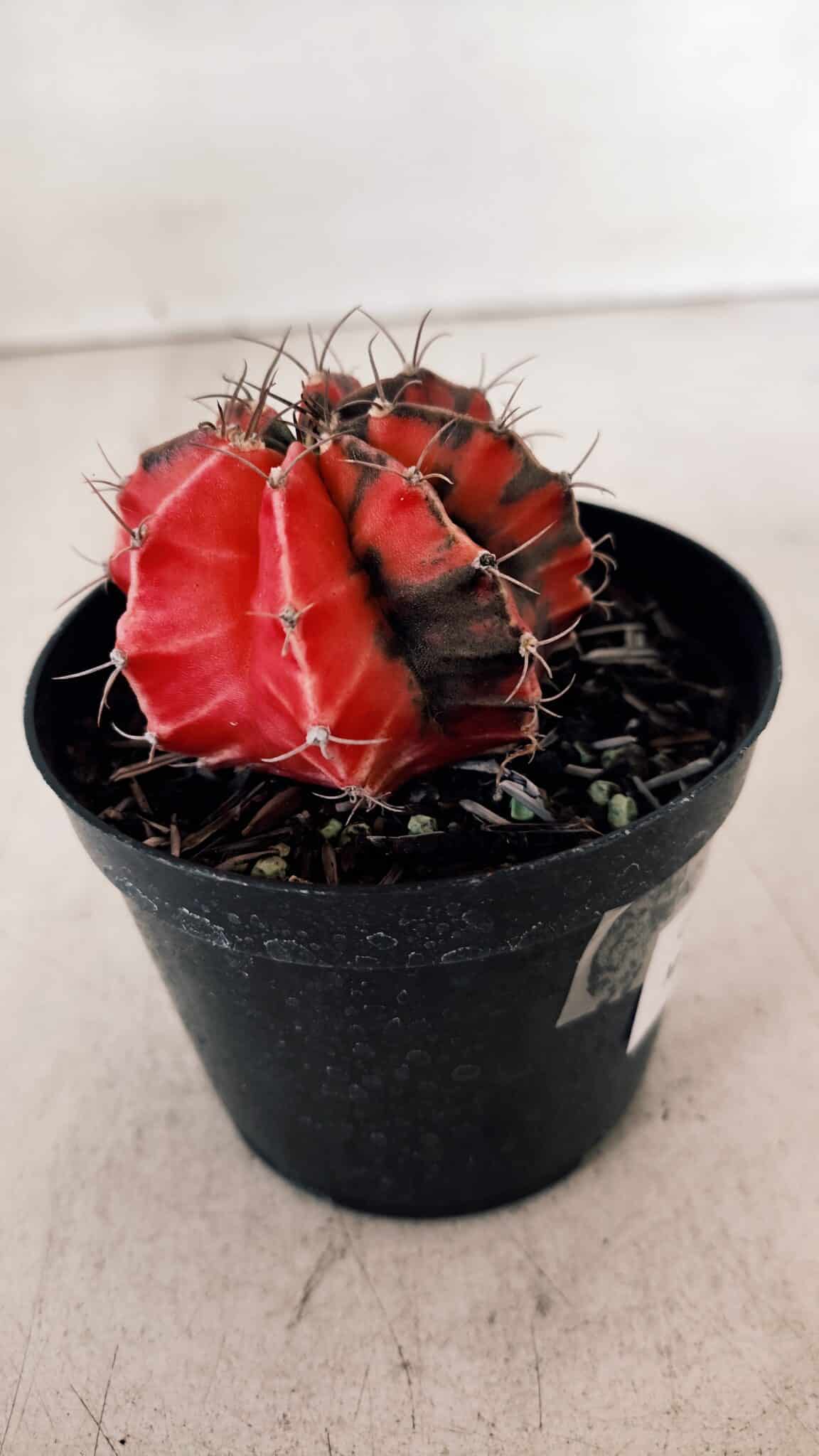 GYMNOCALYCIUM Mihanovichii Variegata Nº 527 – vaso 09